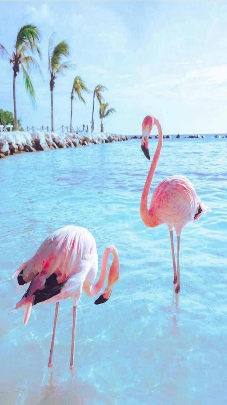 Flamingo Phone Wallpapers