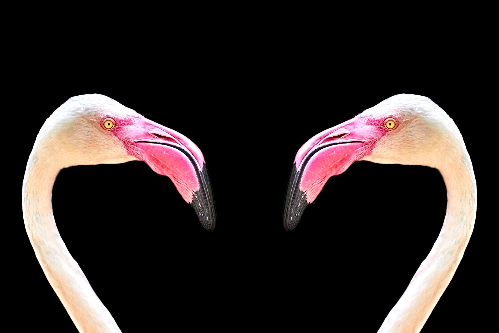 Flamingo Phone Wallpapers