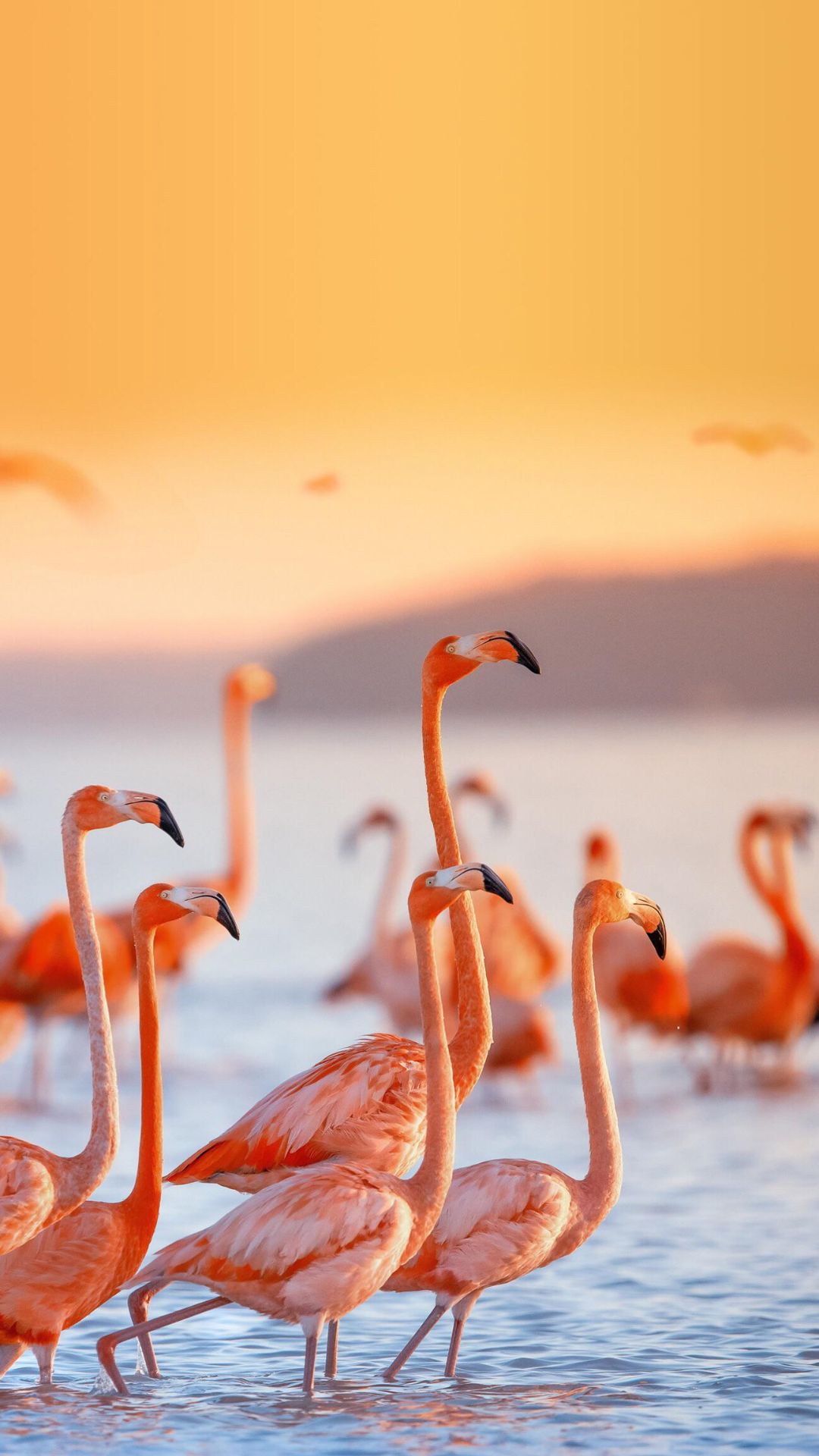 Flamingo Phone Wallpapers