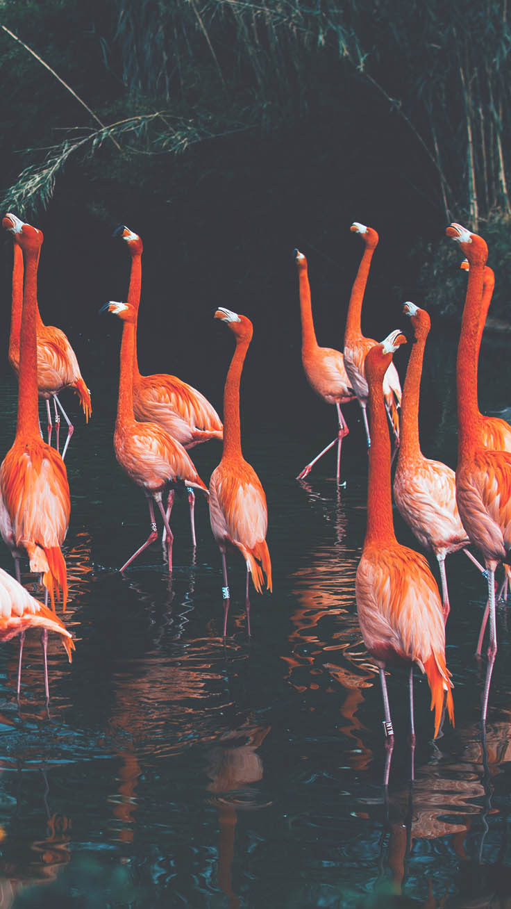 Flamingo Phone Wallpapers