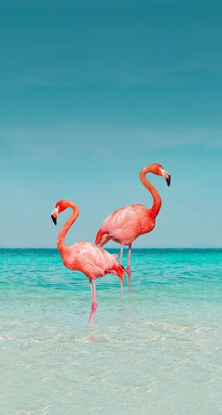 Flamingo Phone Wallpapers