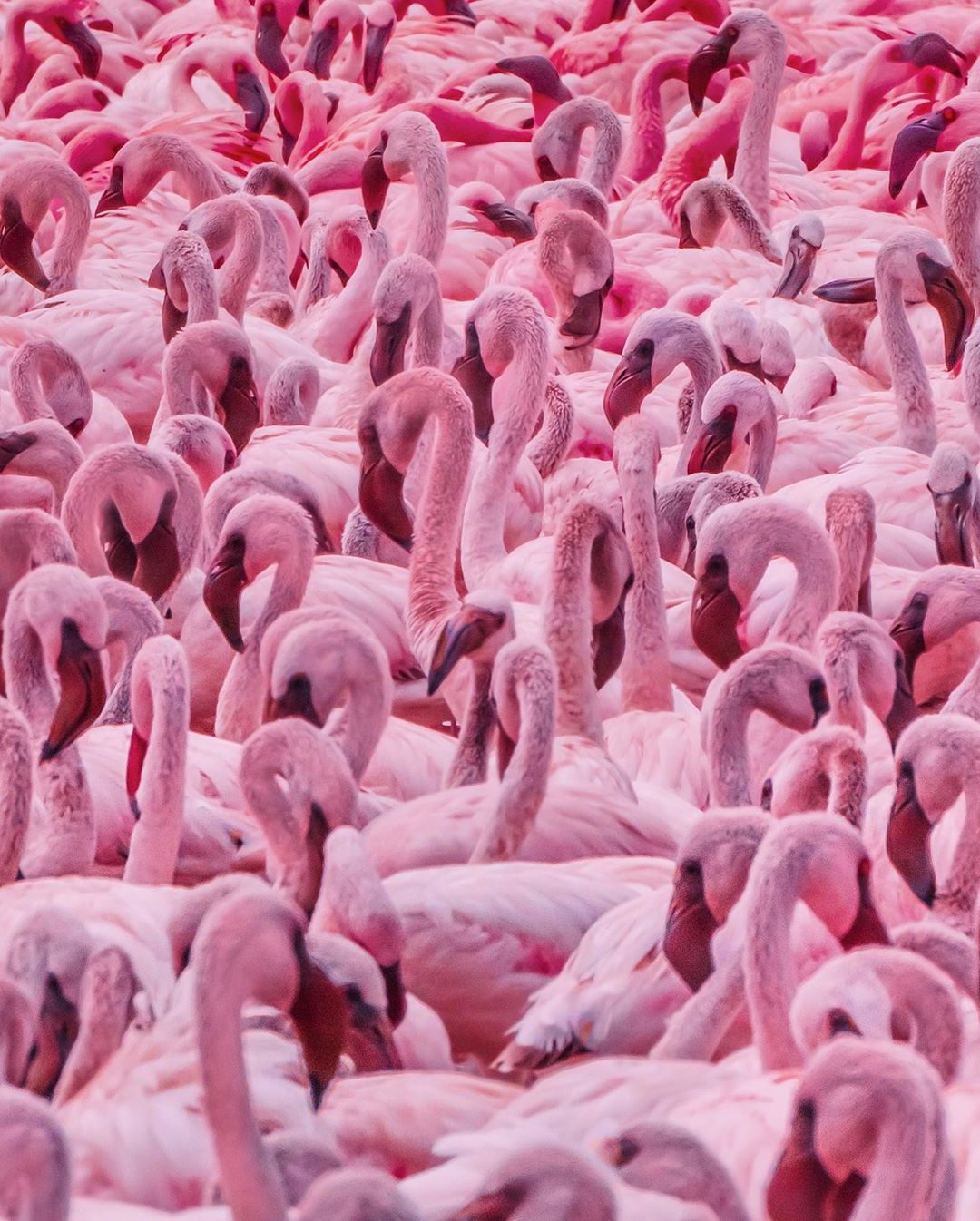 Flamingo Phone Wallpapers