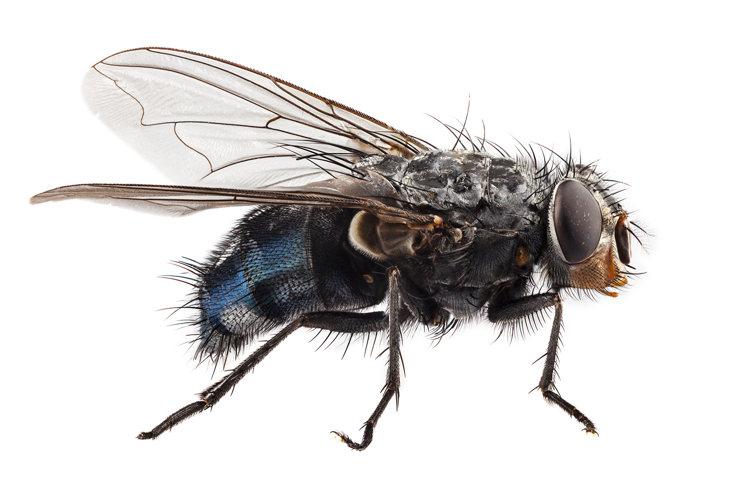 Flies Wallpapers