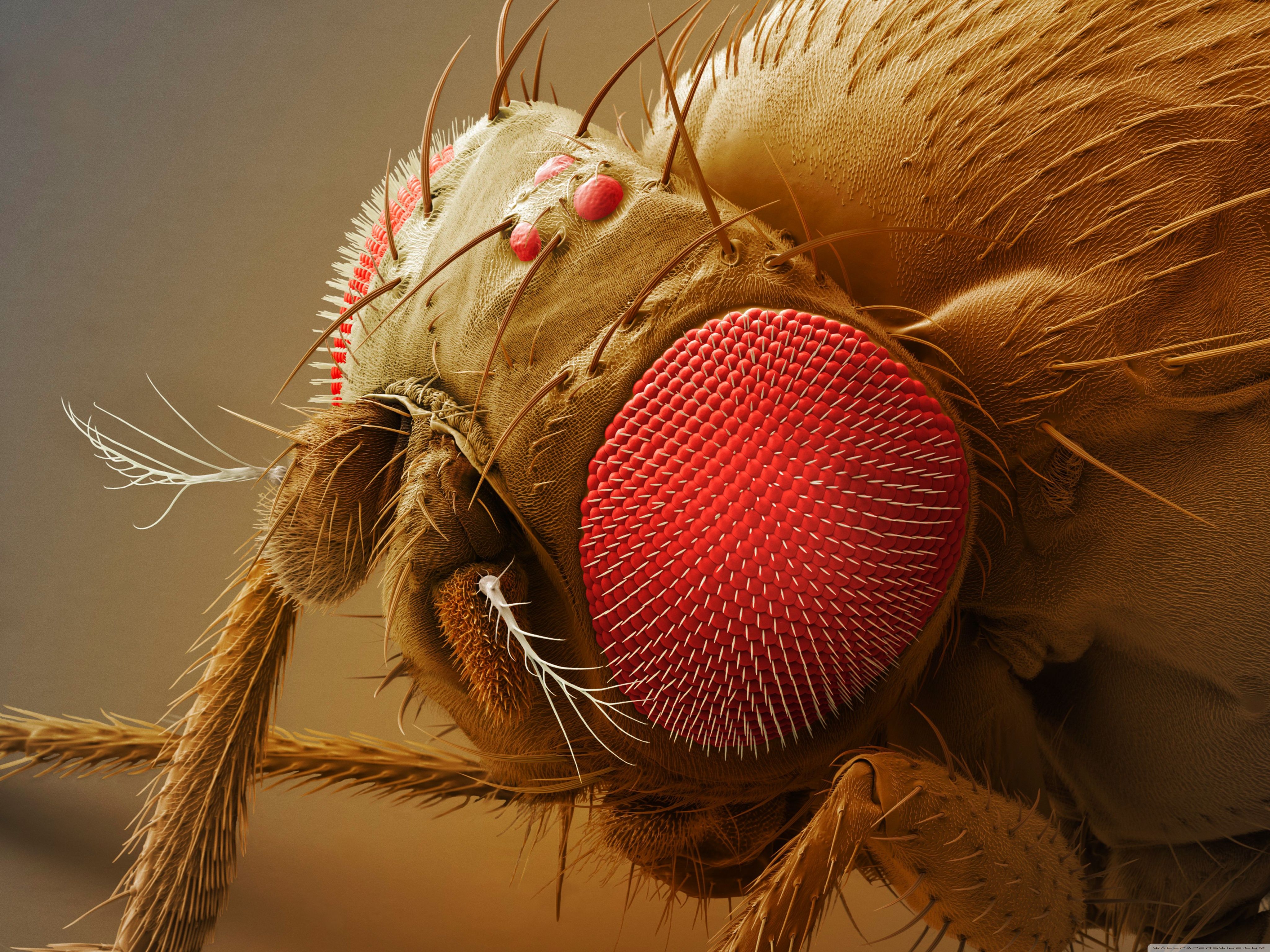 Flies Wallpapers