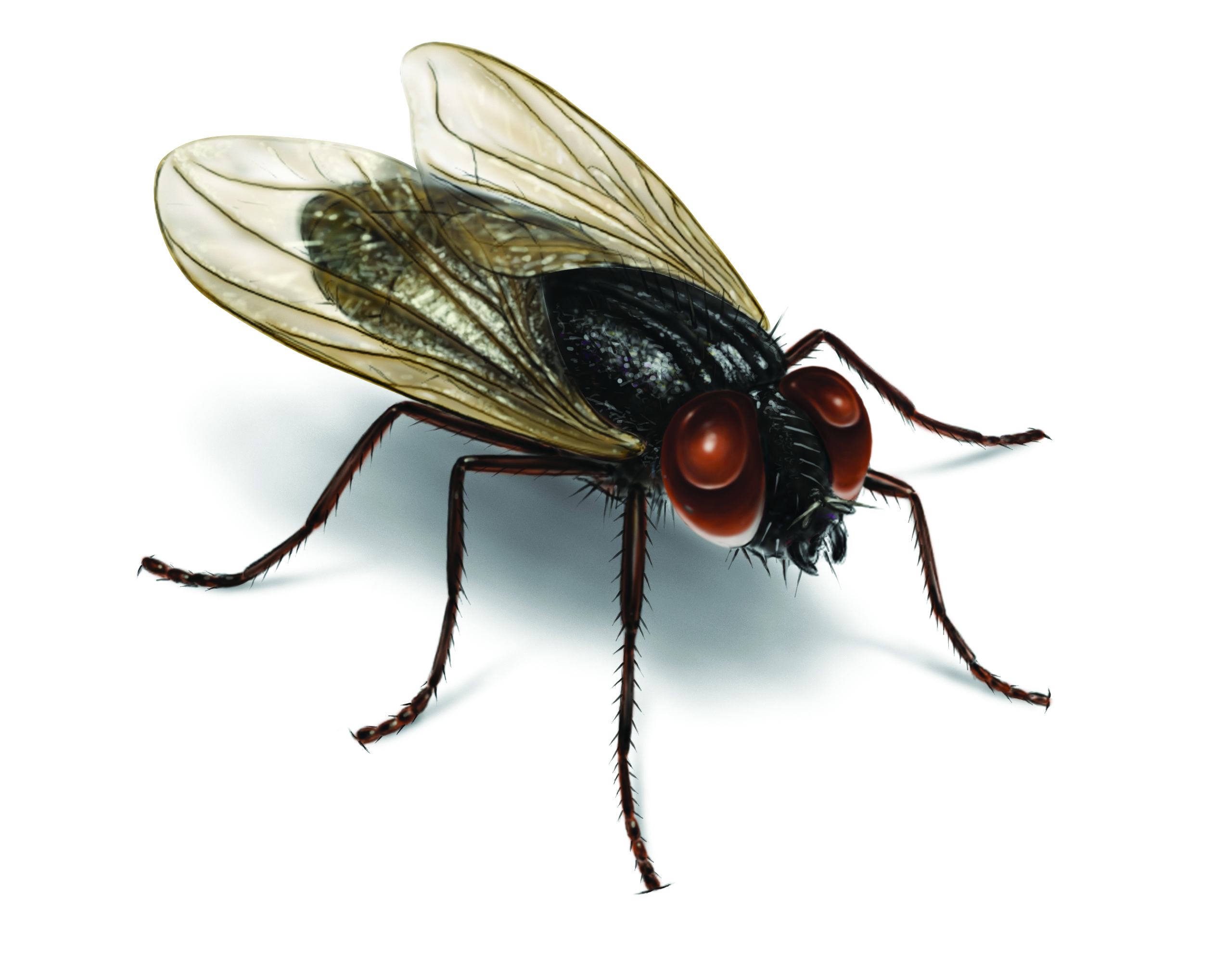 Flies Wallpapers