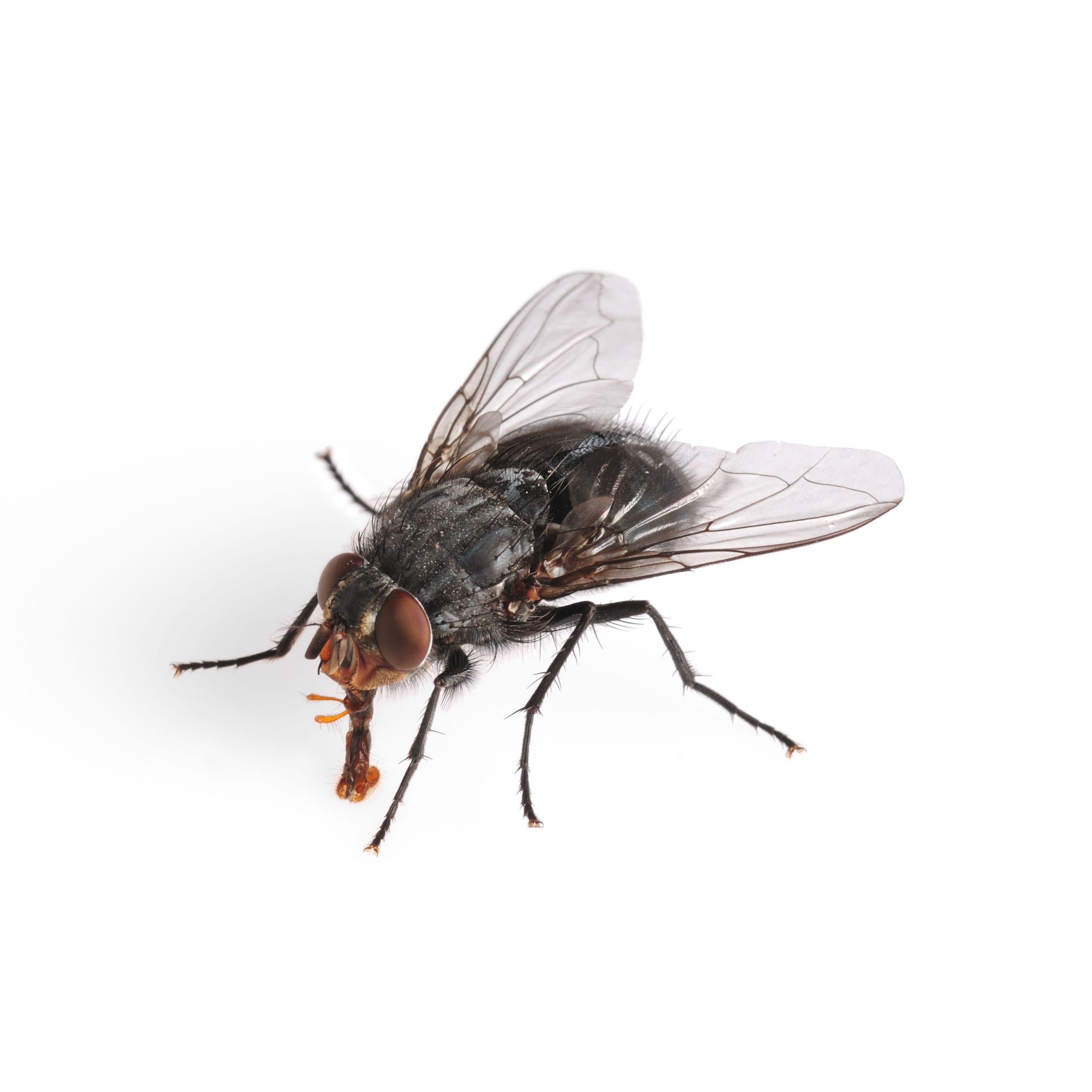 Flies Wallpapers