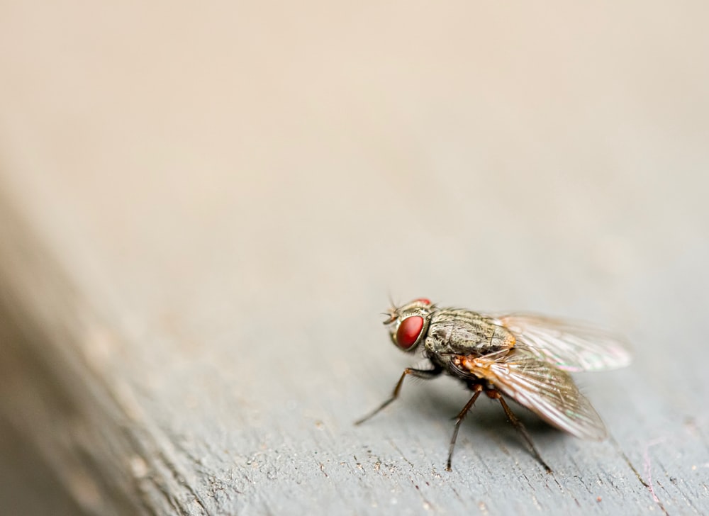 Flies Wallpapers