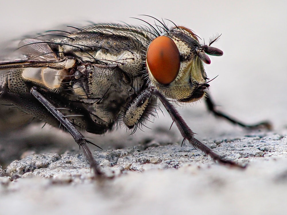 Flies Wallpapers