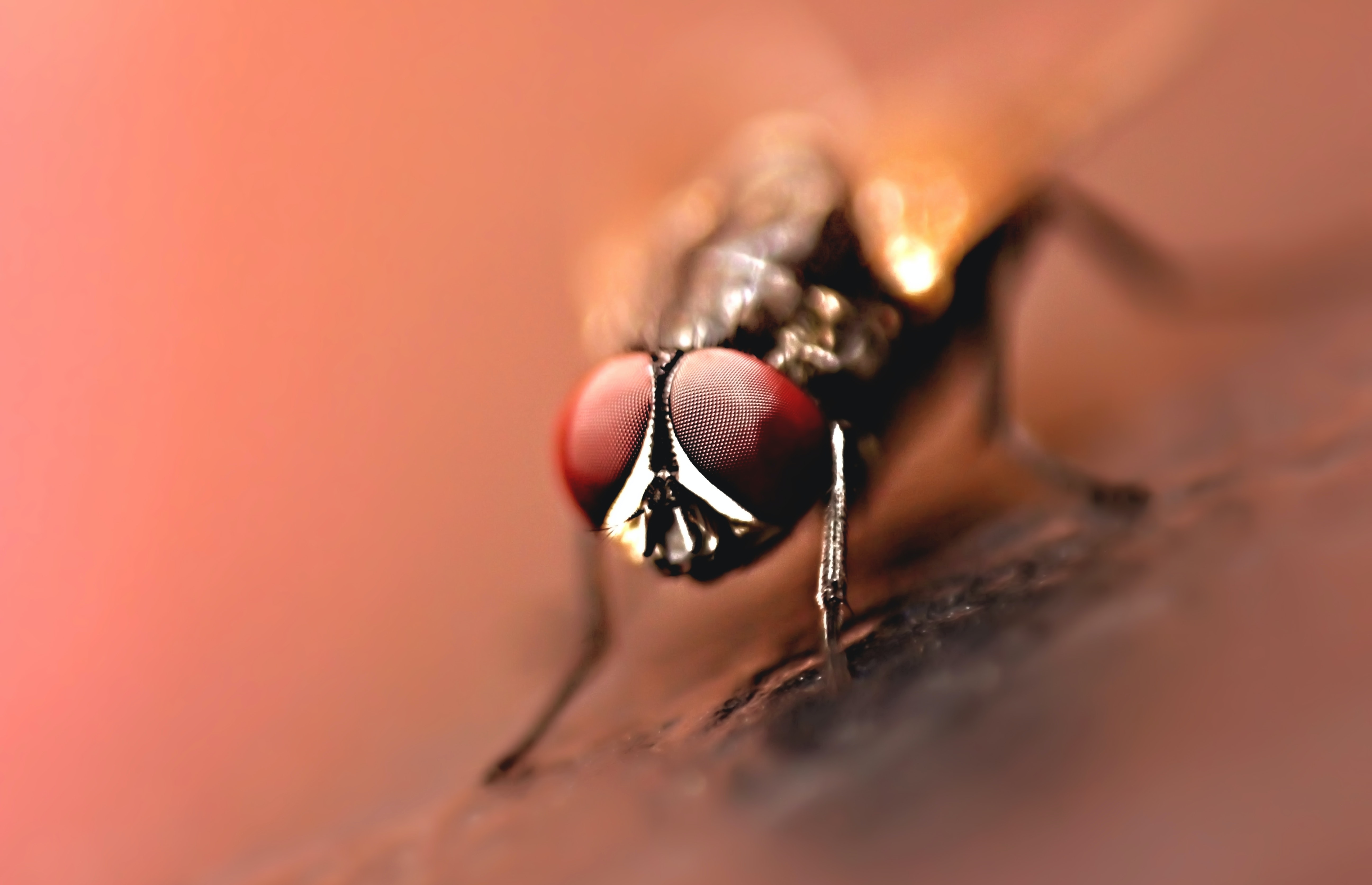 Flies Wallpapers