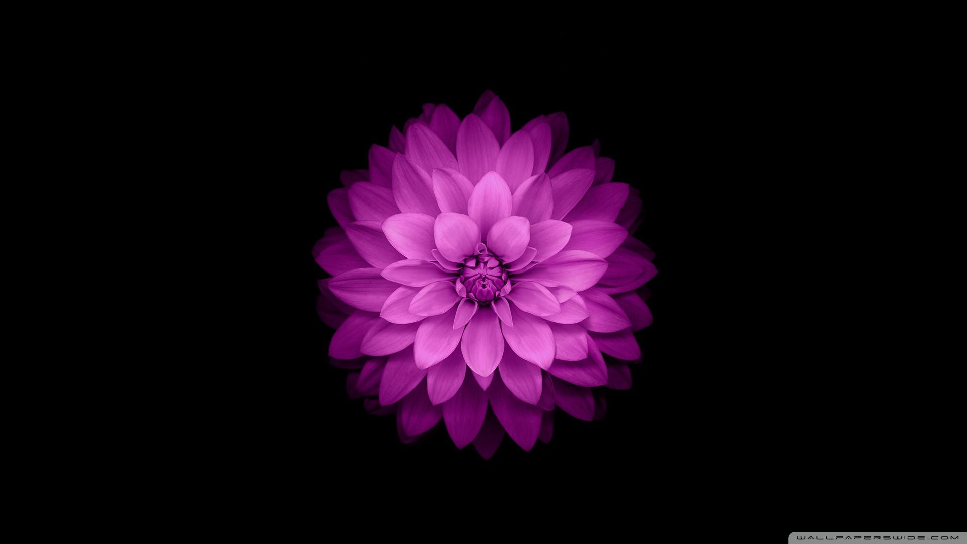 Floral Apple Watch Wallpapers