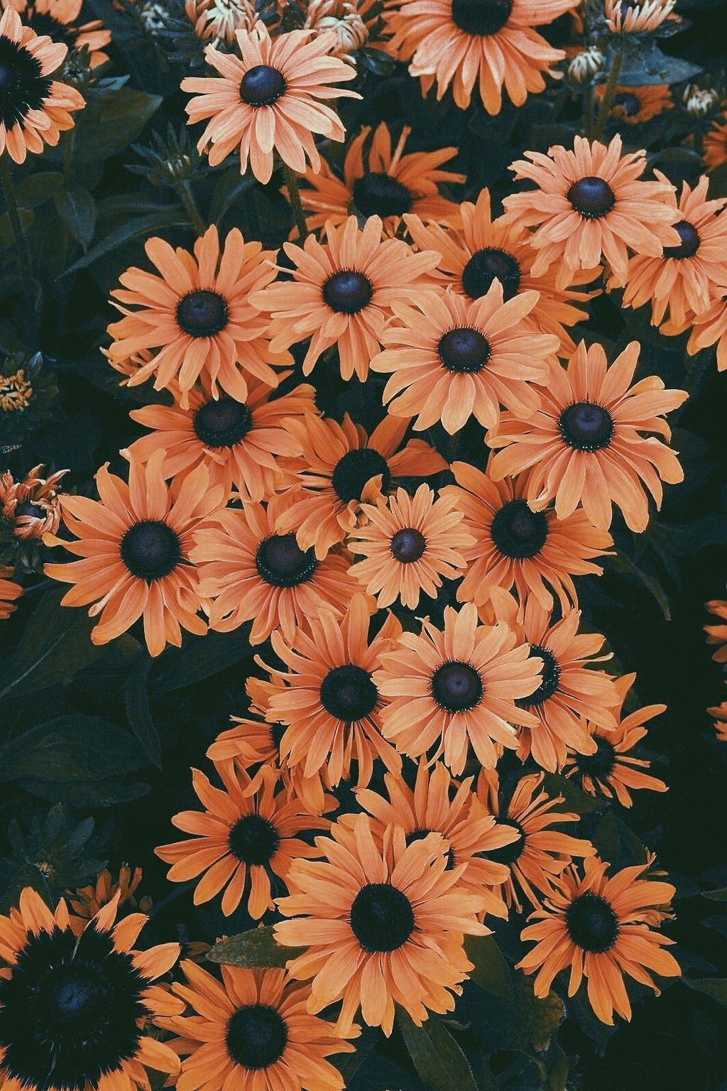 Floral Apple Watch Wallpapers