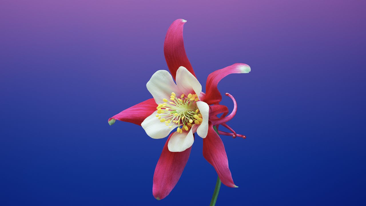 Floral Apple Watch Wallpapers