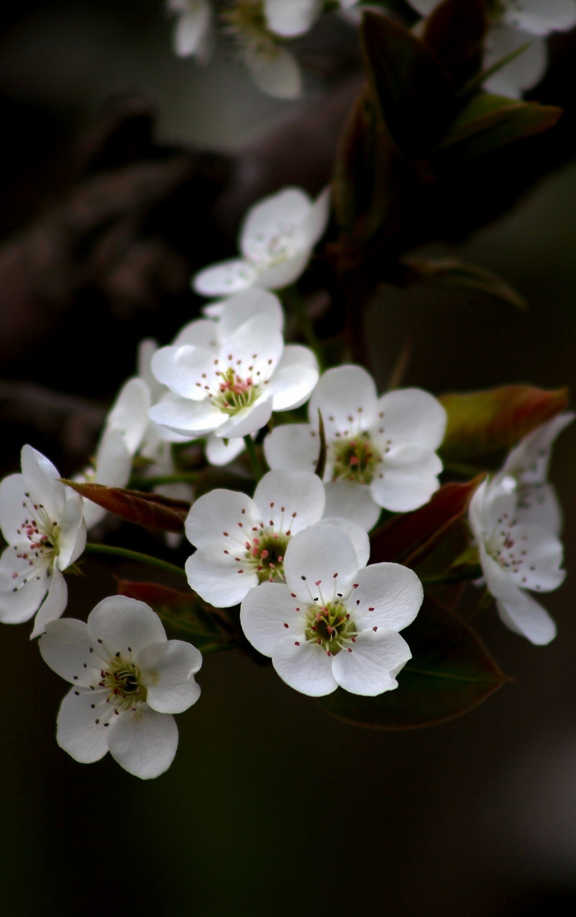 Floral Apple Watch Wallpapers