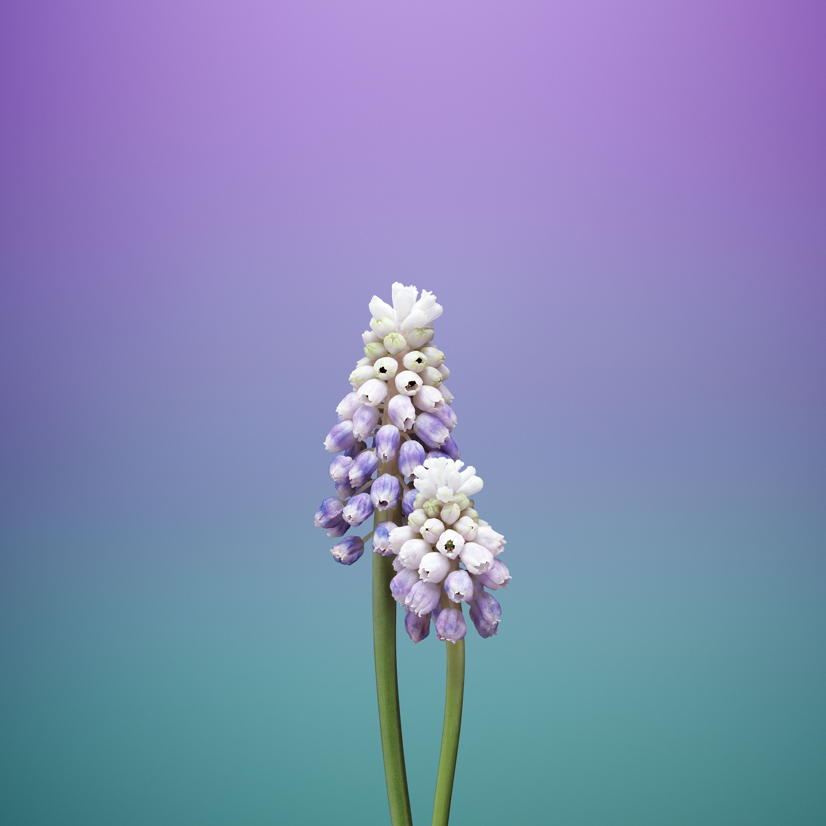 Floral Apple Watch Wallpapers