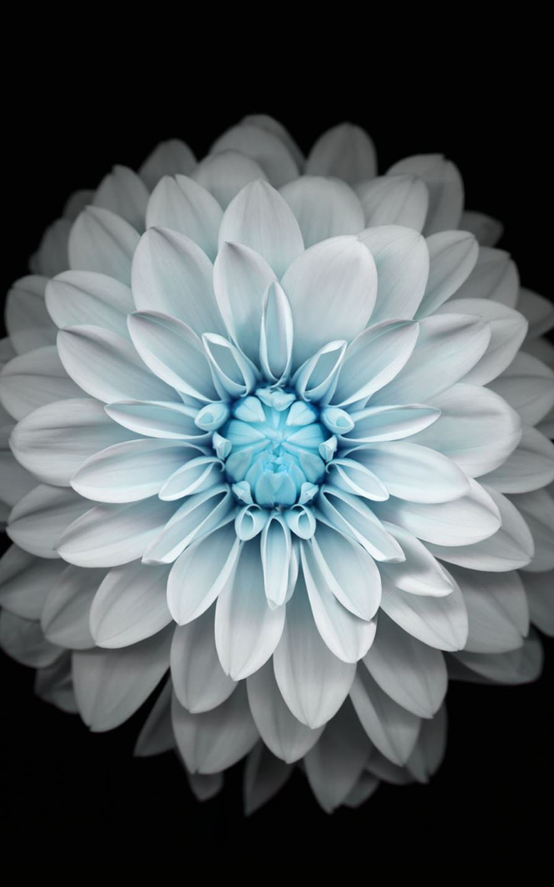 Floral Apple Watch Wallpapers