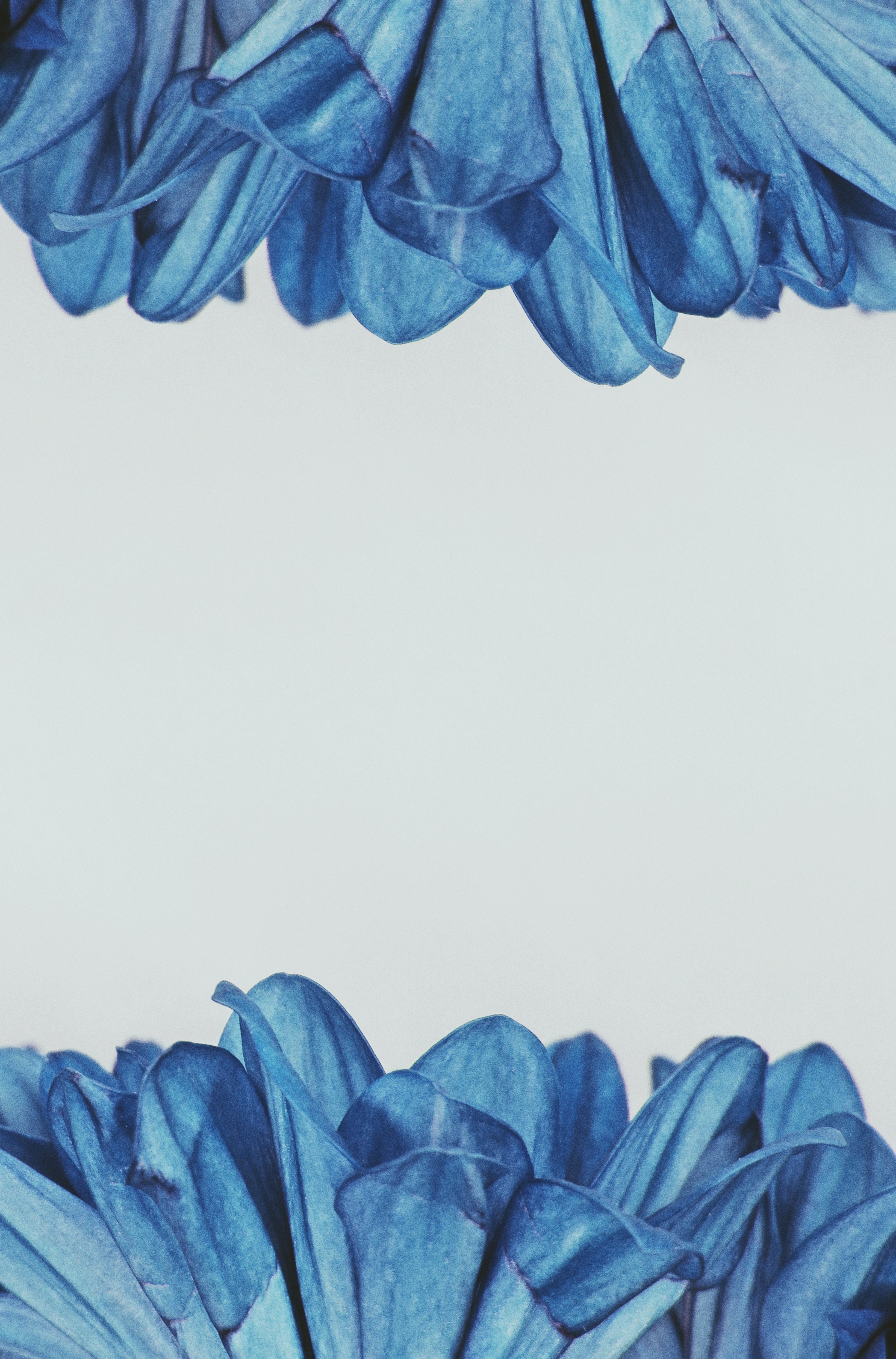 Floral Blue Wallpapers