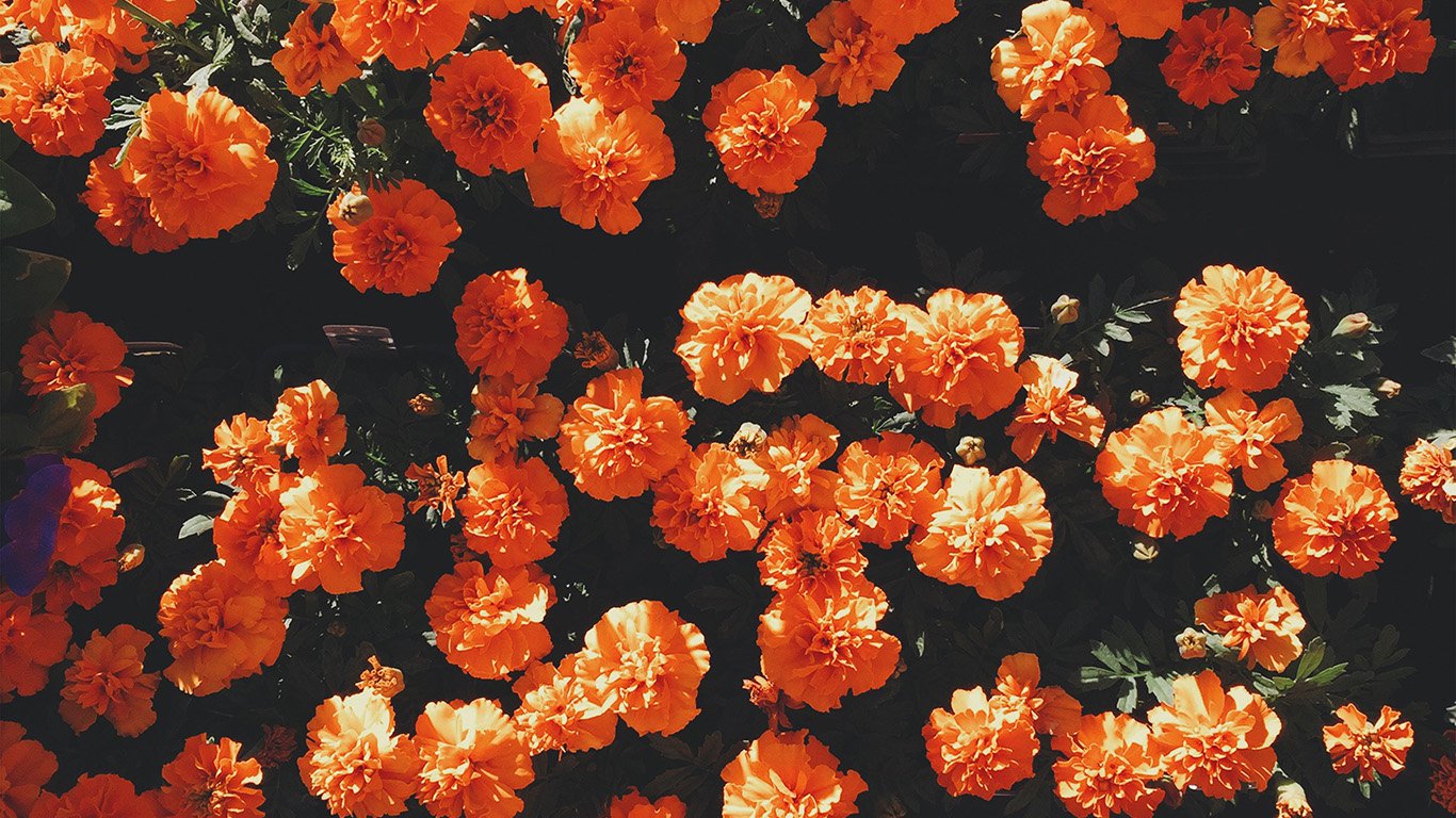 Floral Laptop Background