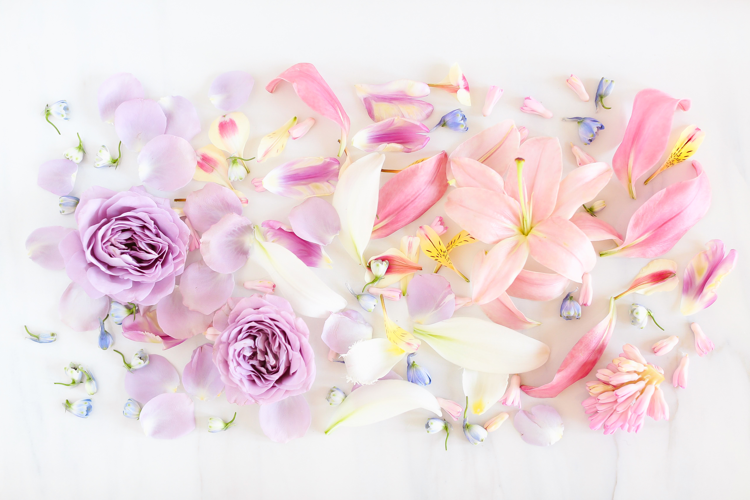 Floral Laptop Backgrounds