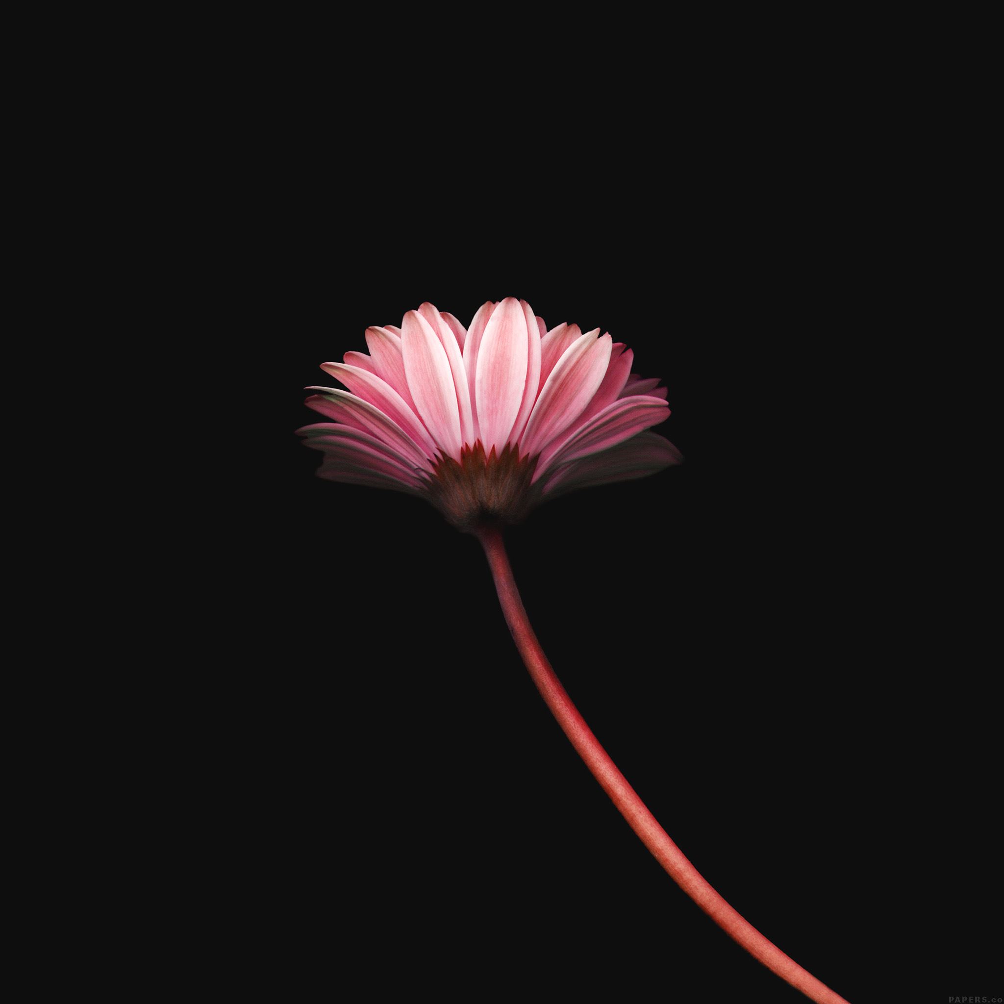 Floral Simple Wallpapers