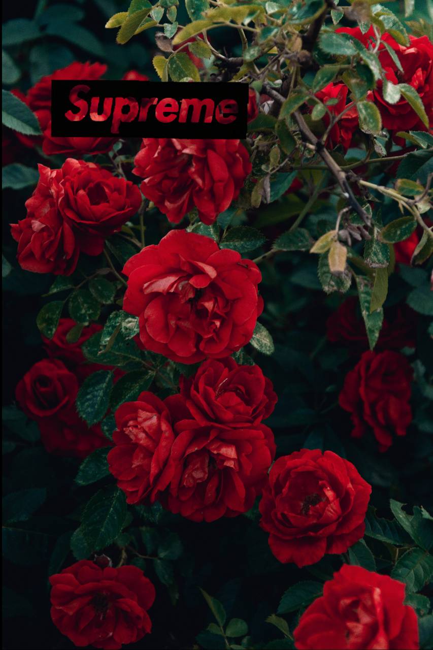 Floral Supreme Wallpapers