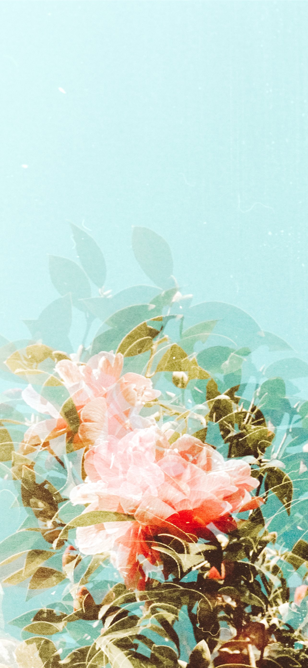 Floral Watercolor Iphone Wallpapers