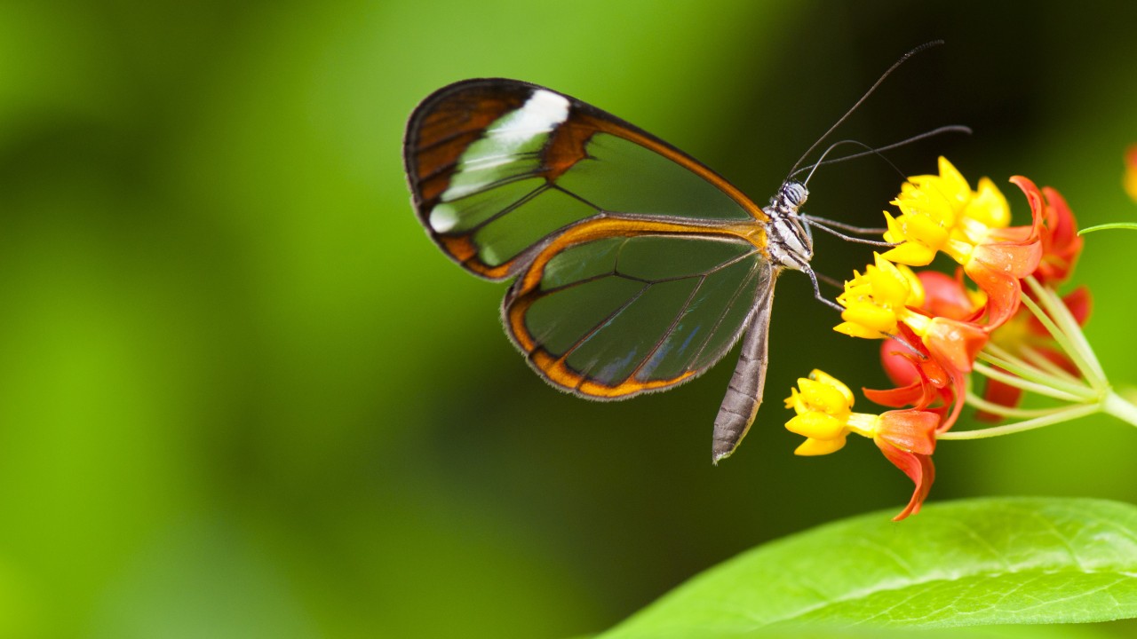 Flower And Butterfly Wallpapers