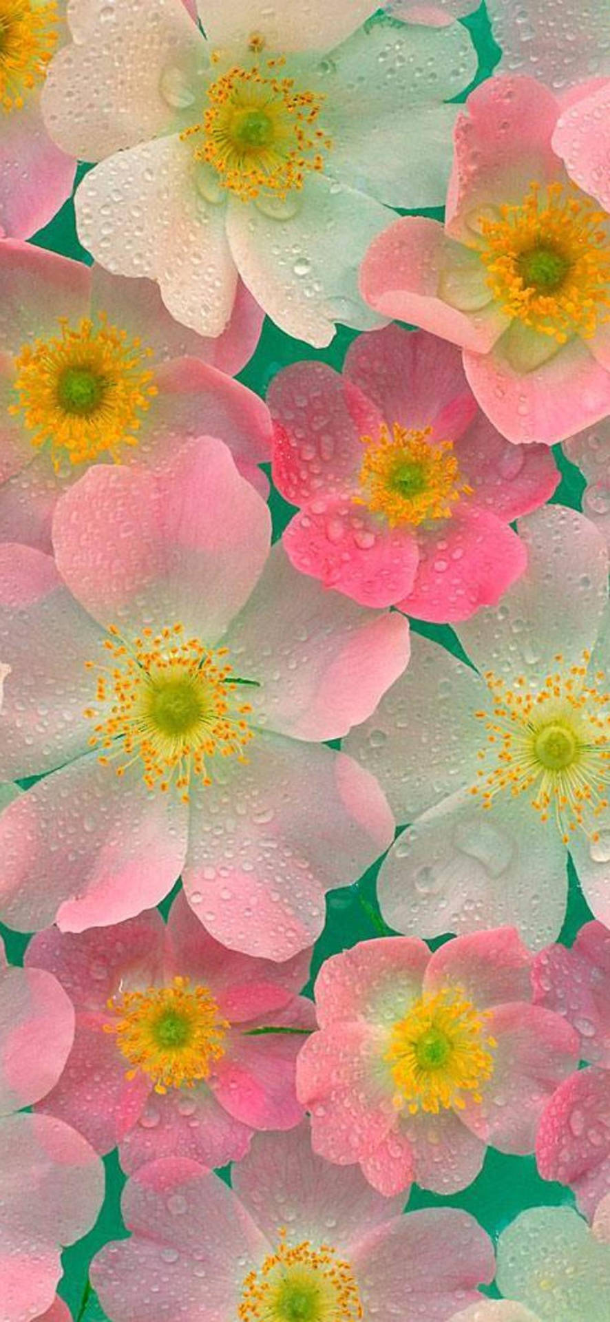 Flower Art Wallpapers