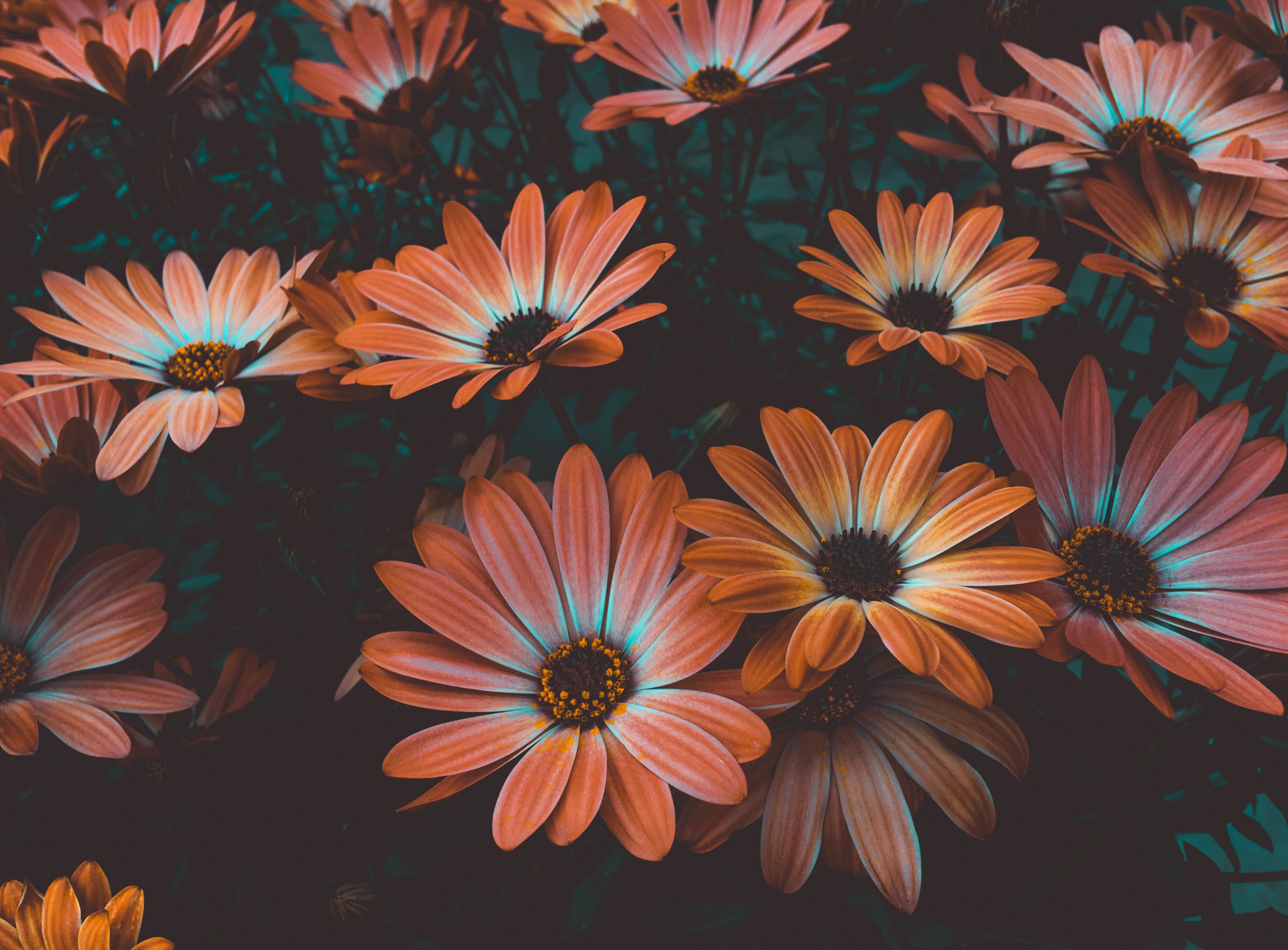 Flower Art Wallpapers