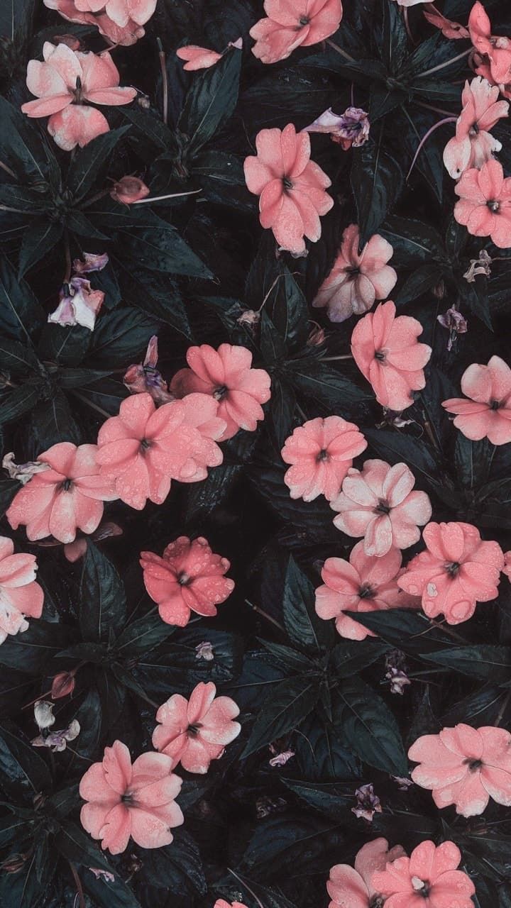 Flower Desktop Tumblr Wallpapers