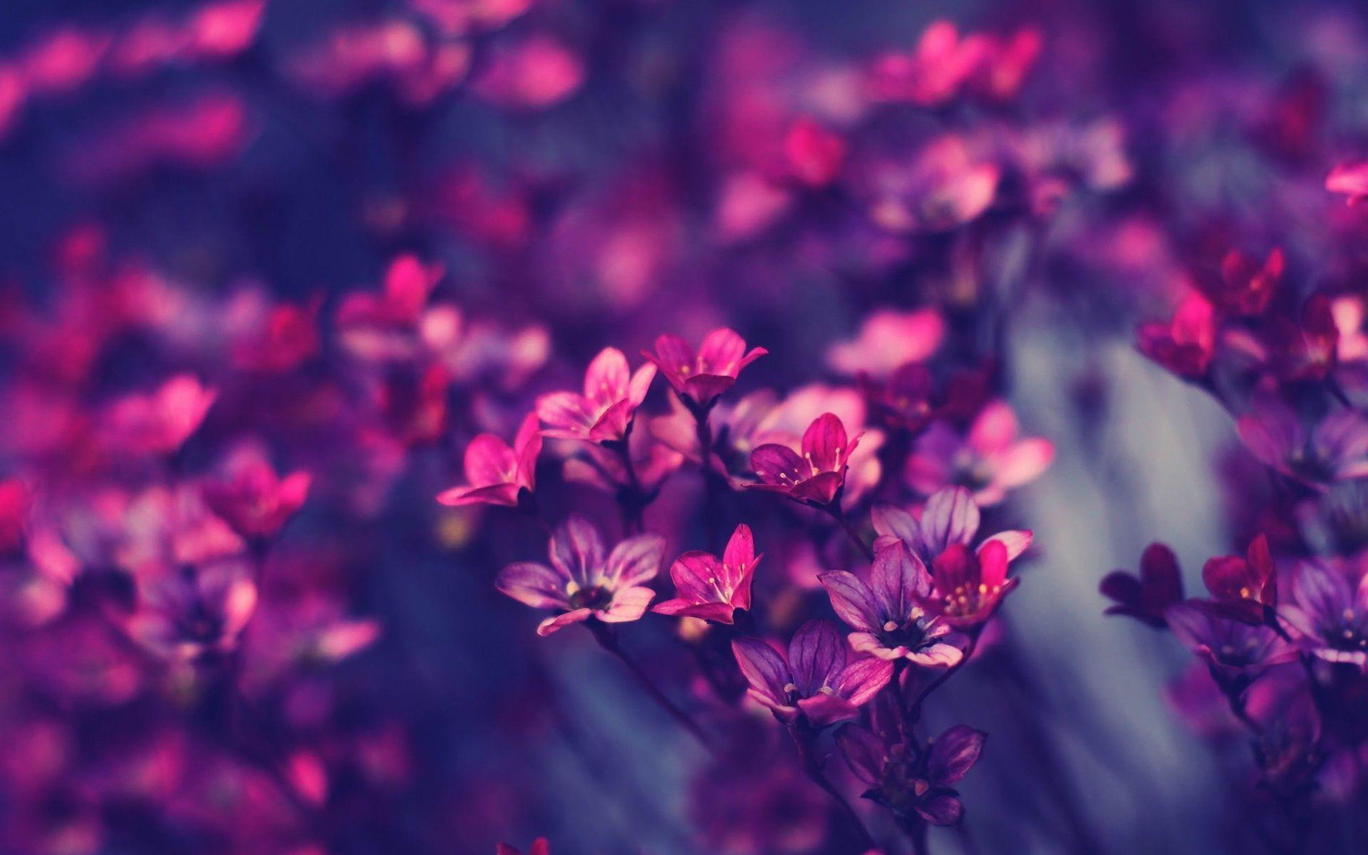 Flower Desktop Wallpapers