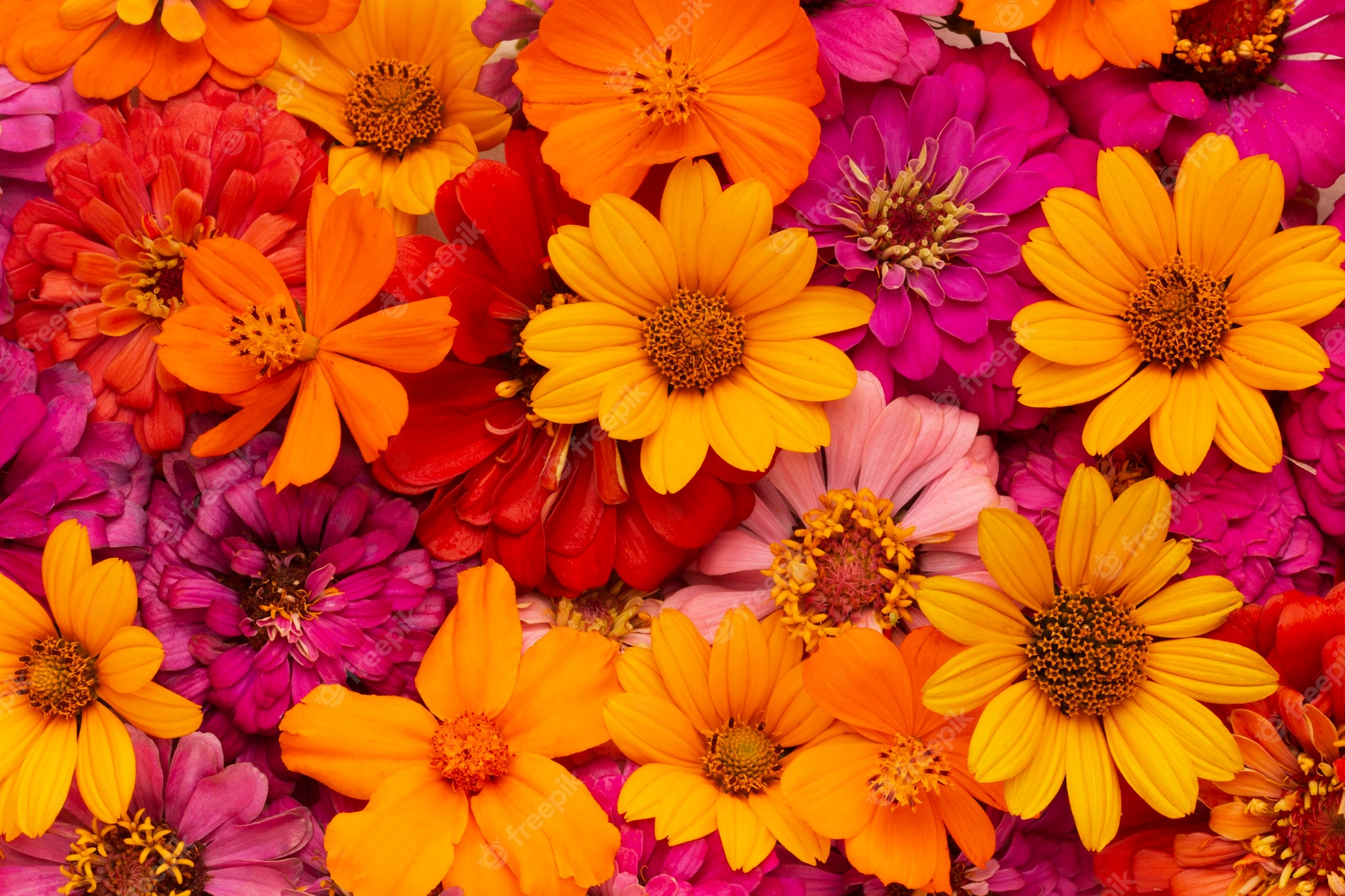 Flower Desktop Wallpapers