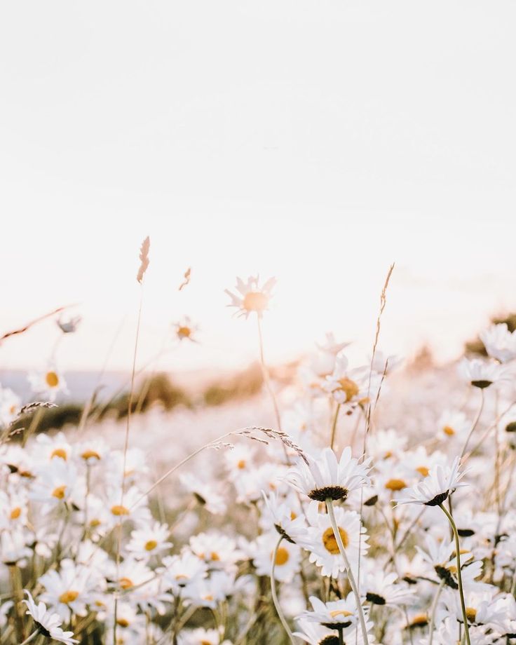 Flower Field Background Tumblr