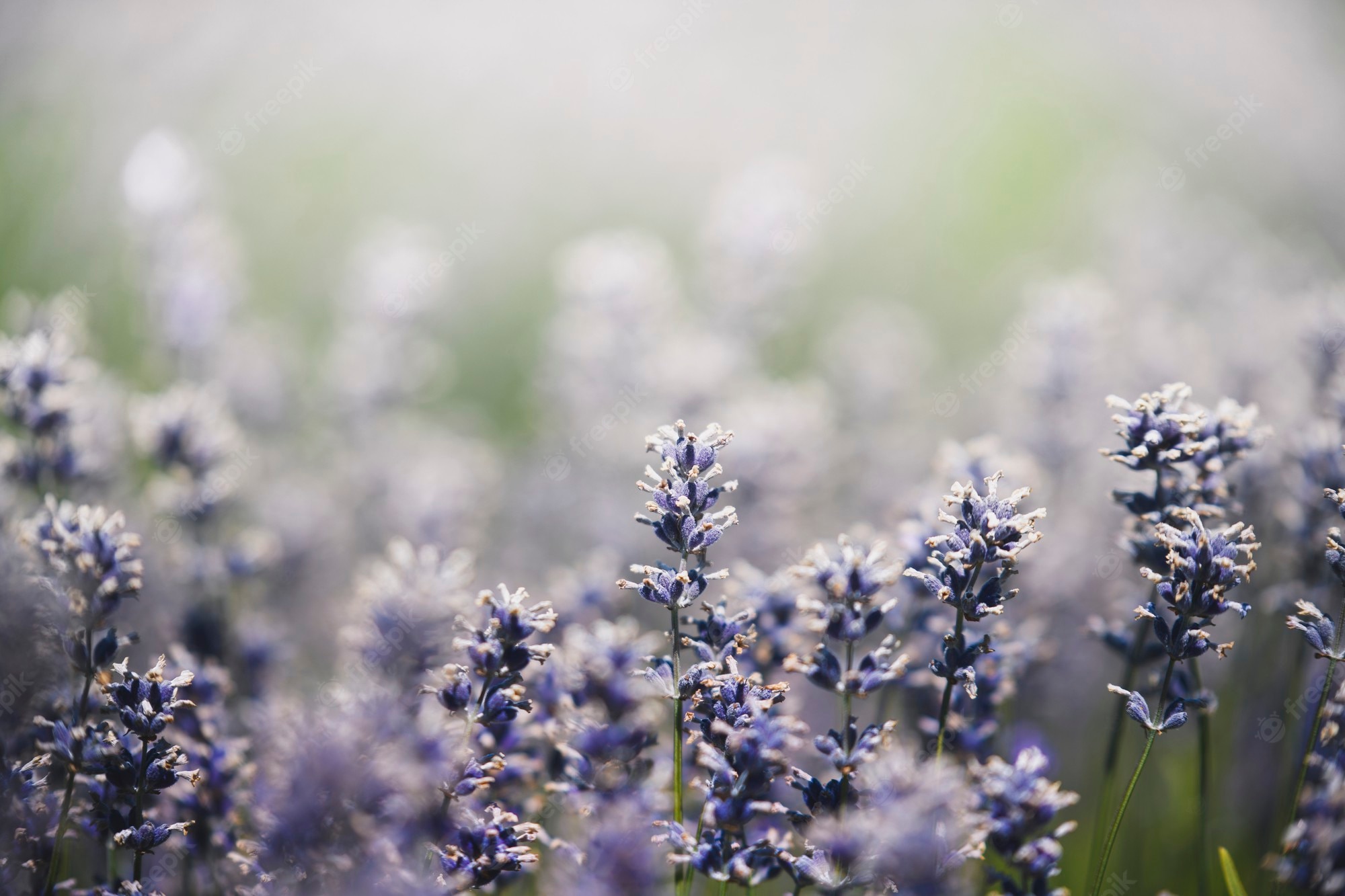 Flower Field Background Tumblr