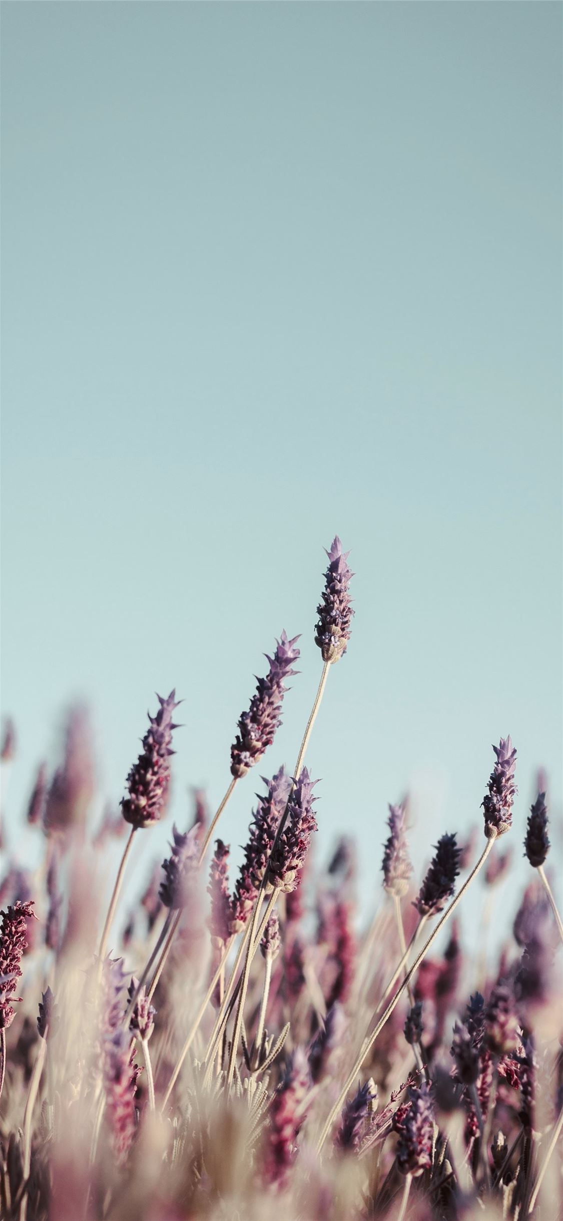 Flower Field Background Tumblr