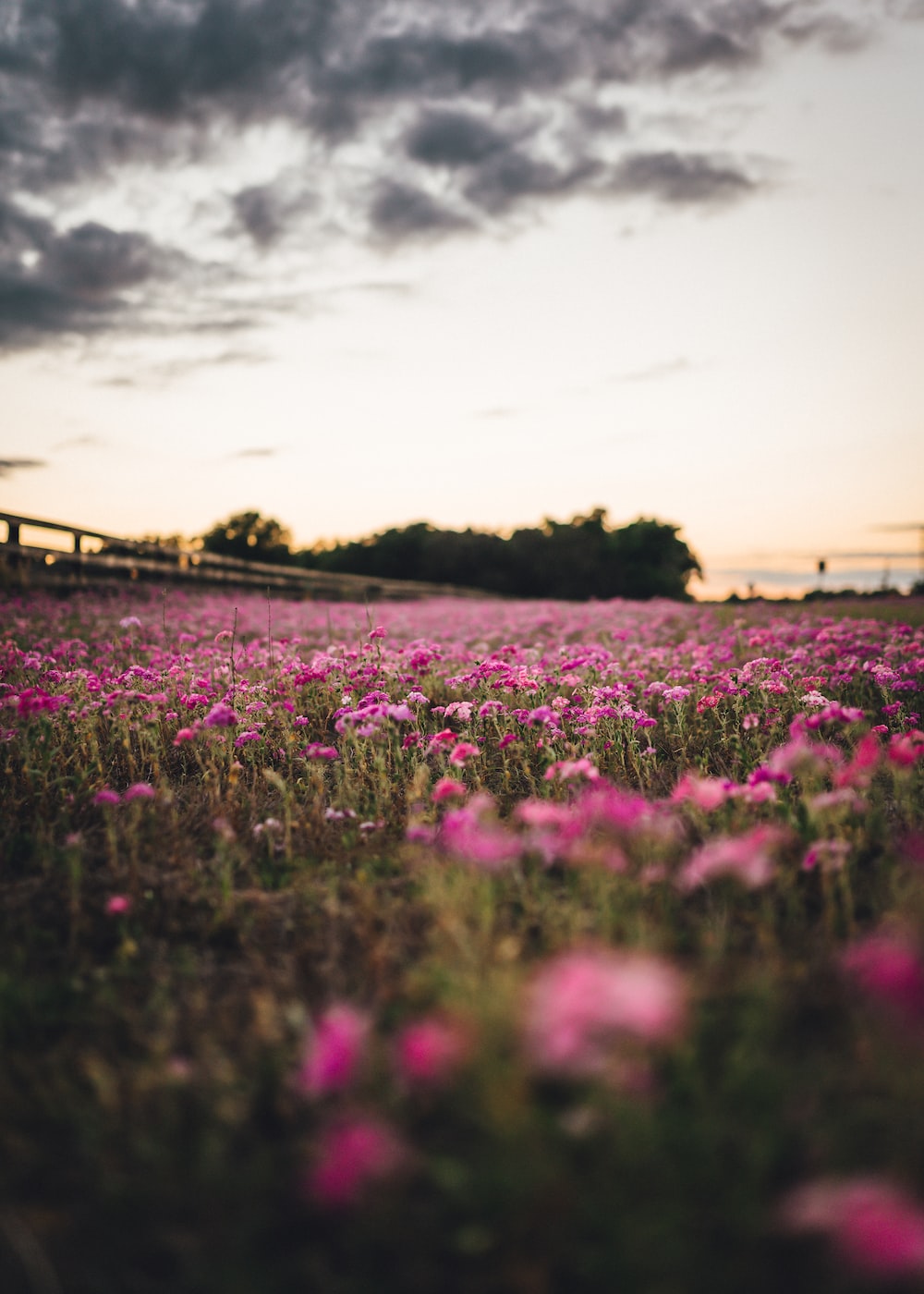 Flower Field Background Tumblr