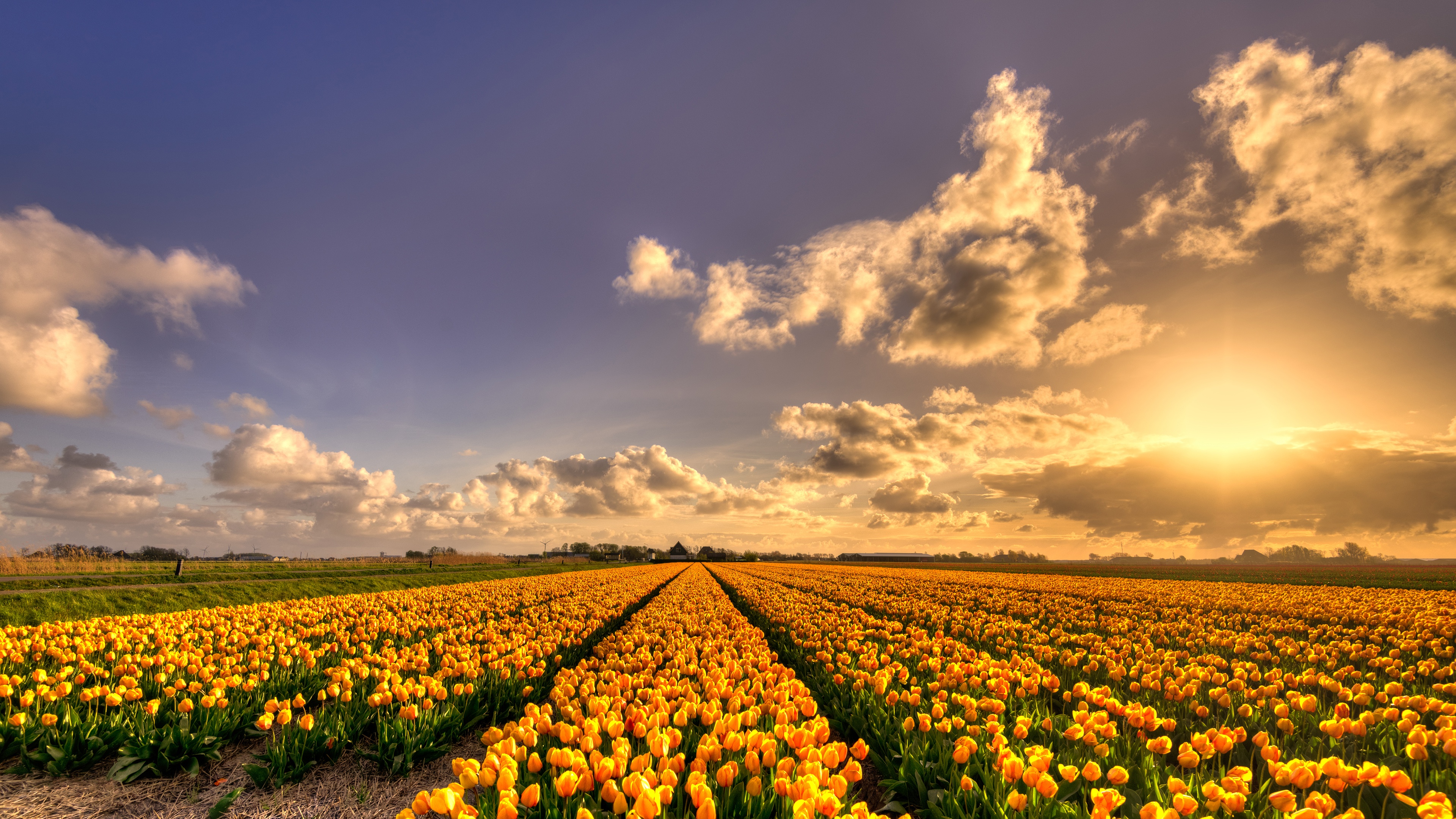 Flower Field Background Tumblr