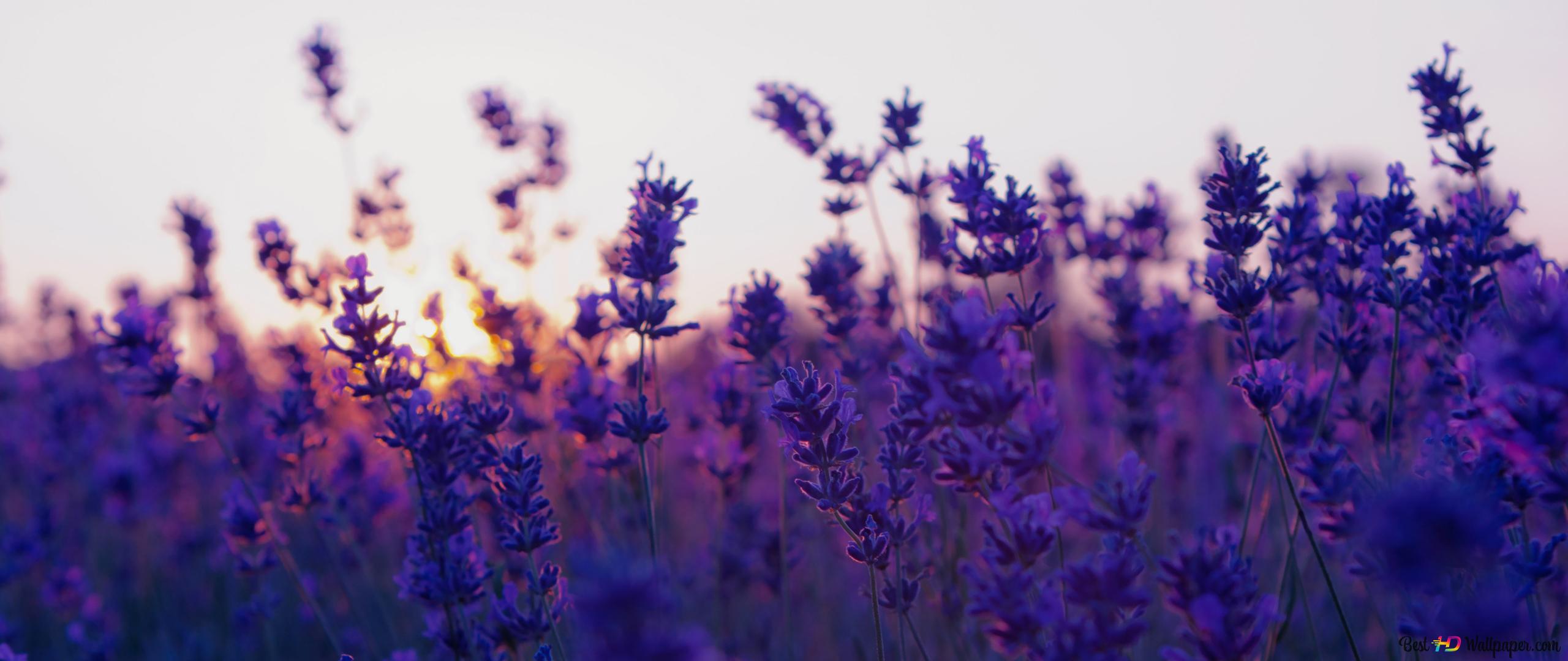 Flower Field Background Tumblr