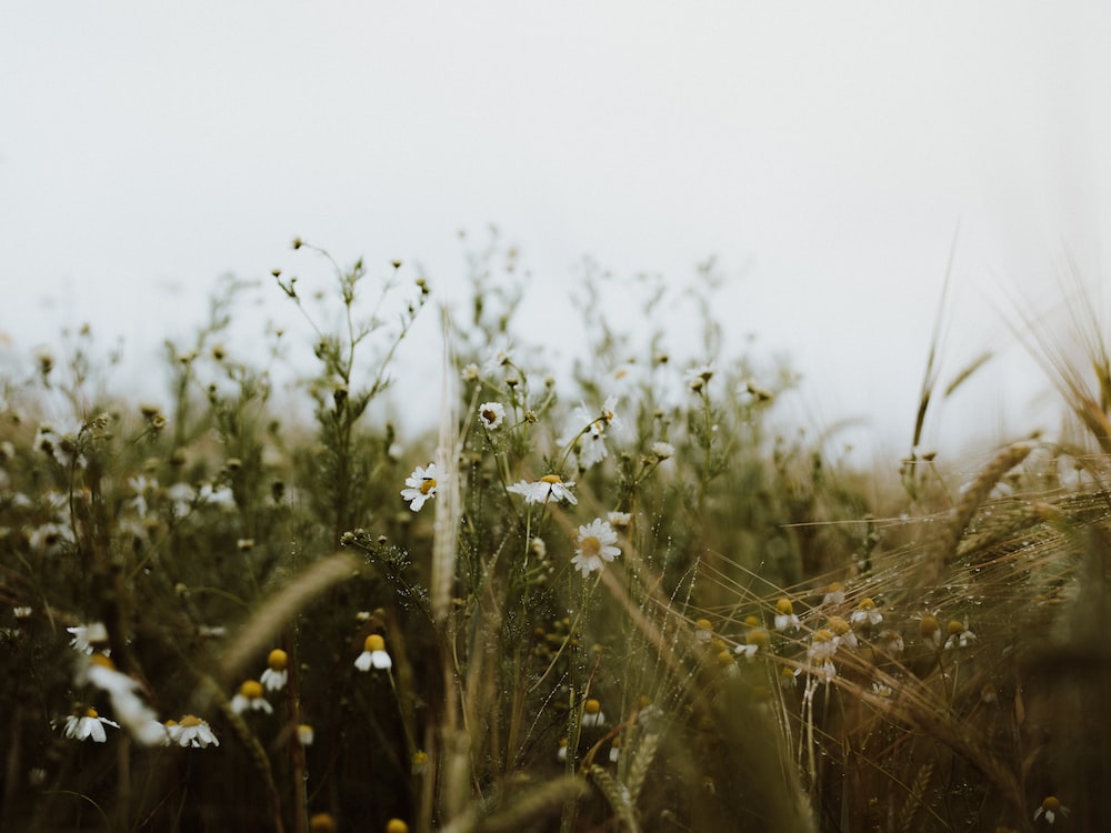 Flower Field Background Tumblr