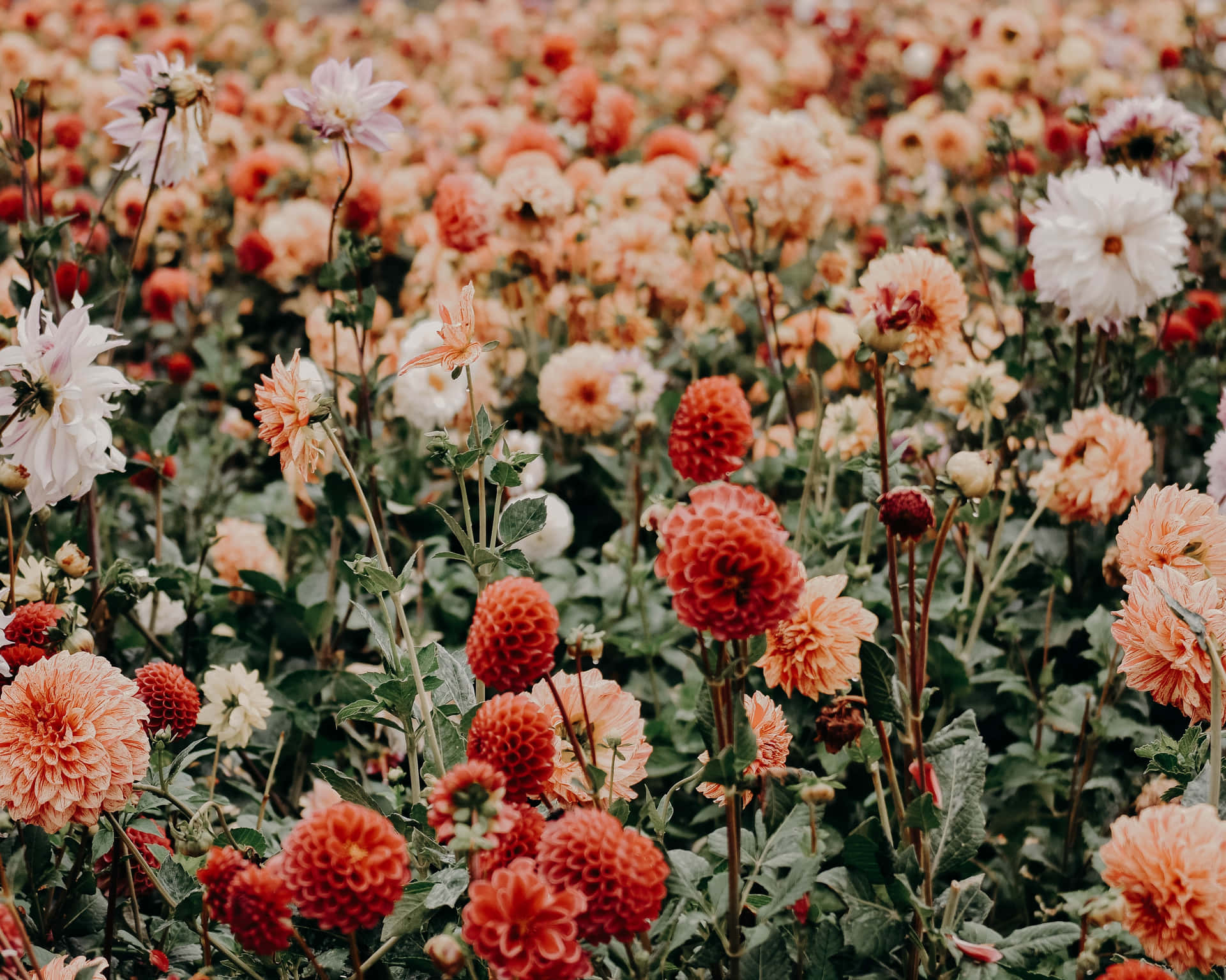 Flower Field Background Tumblr