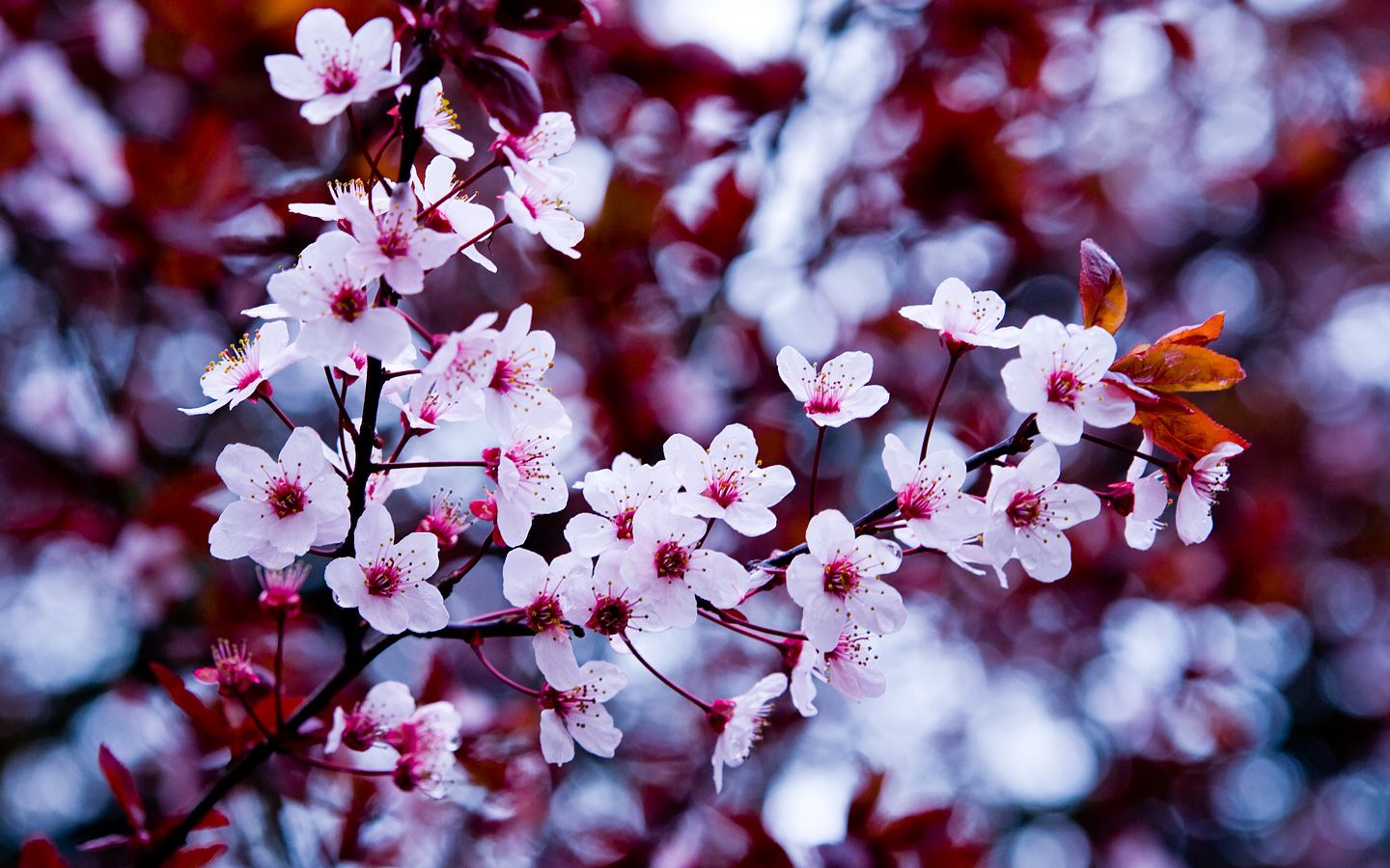 Flower Field Background Tumblr