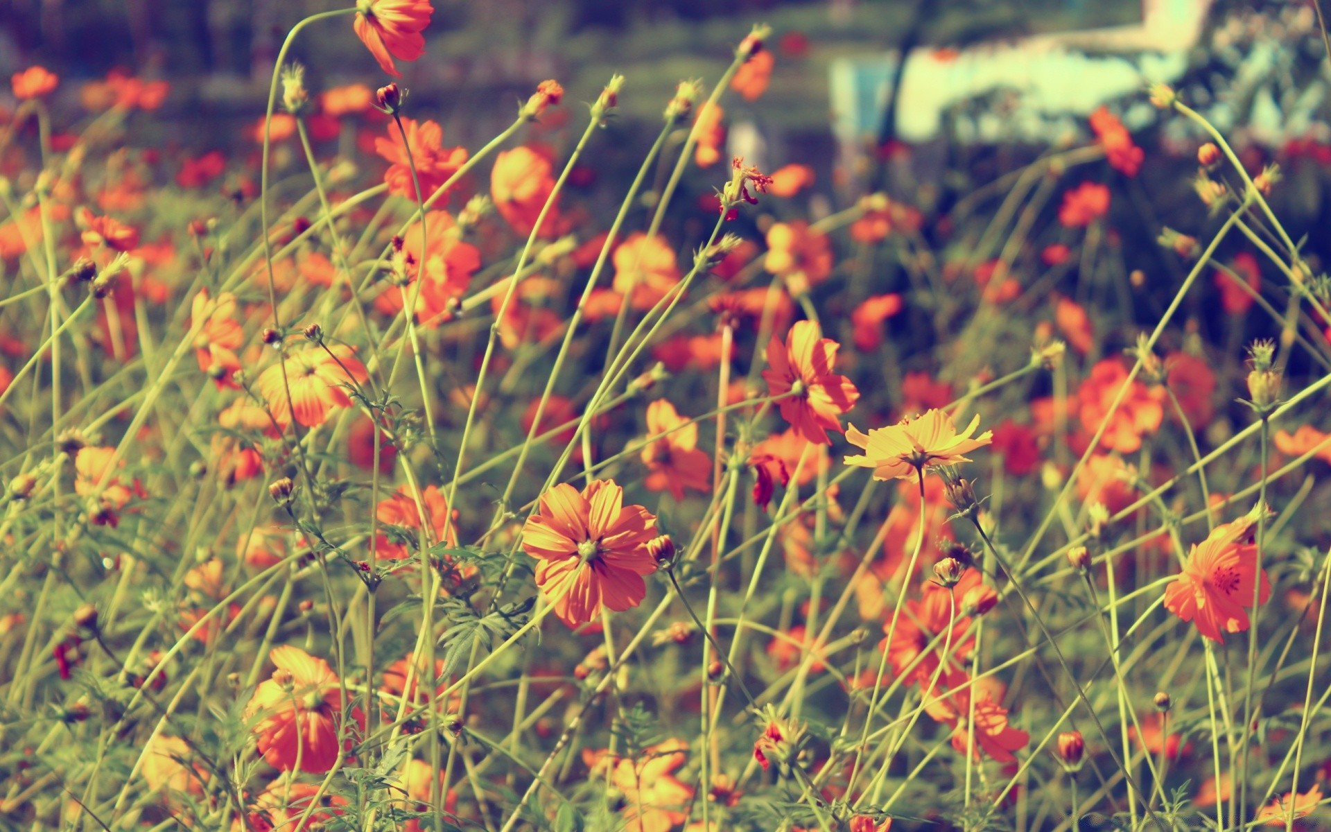 Flower Field Background Tumblr