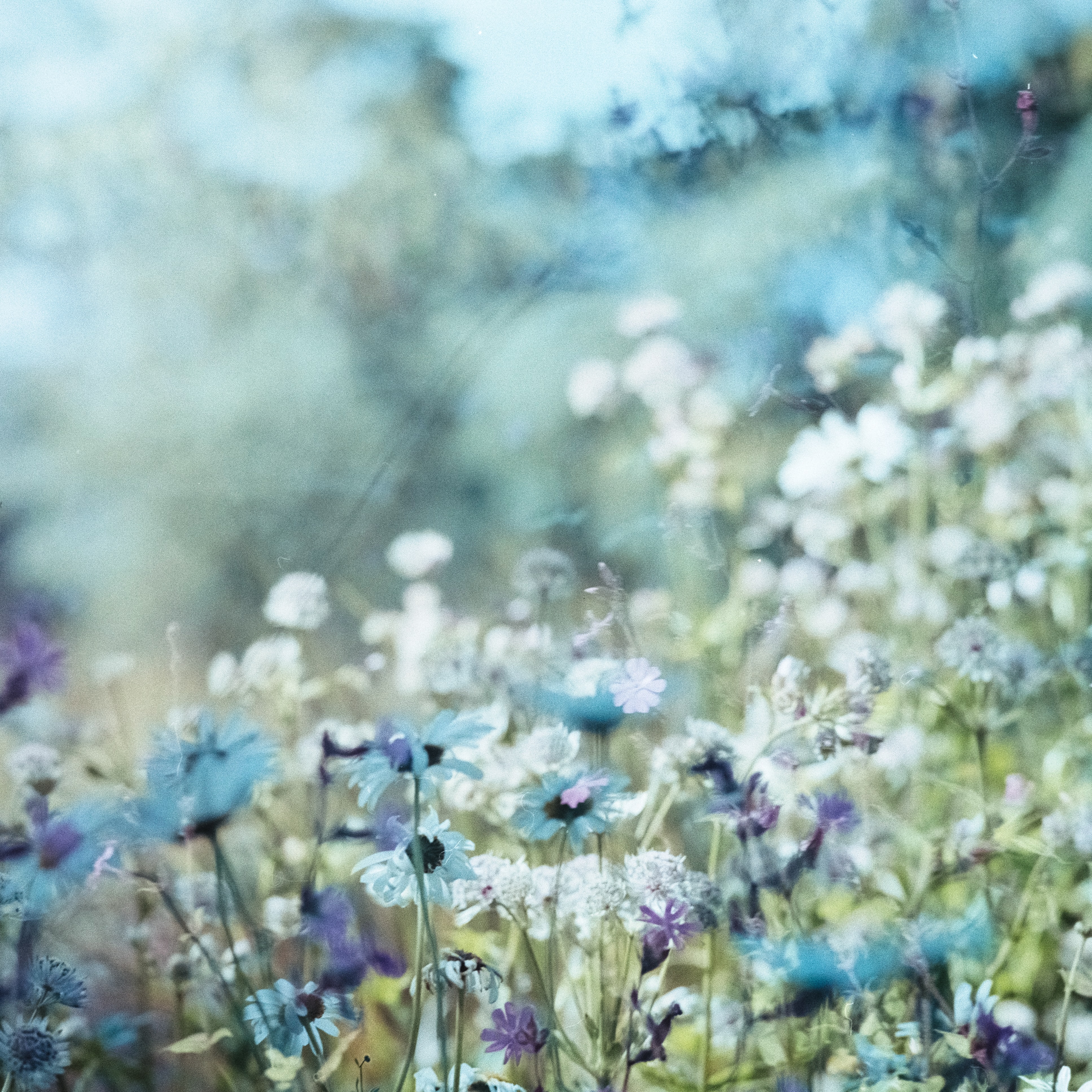 Flower Field Background Tumblr