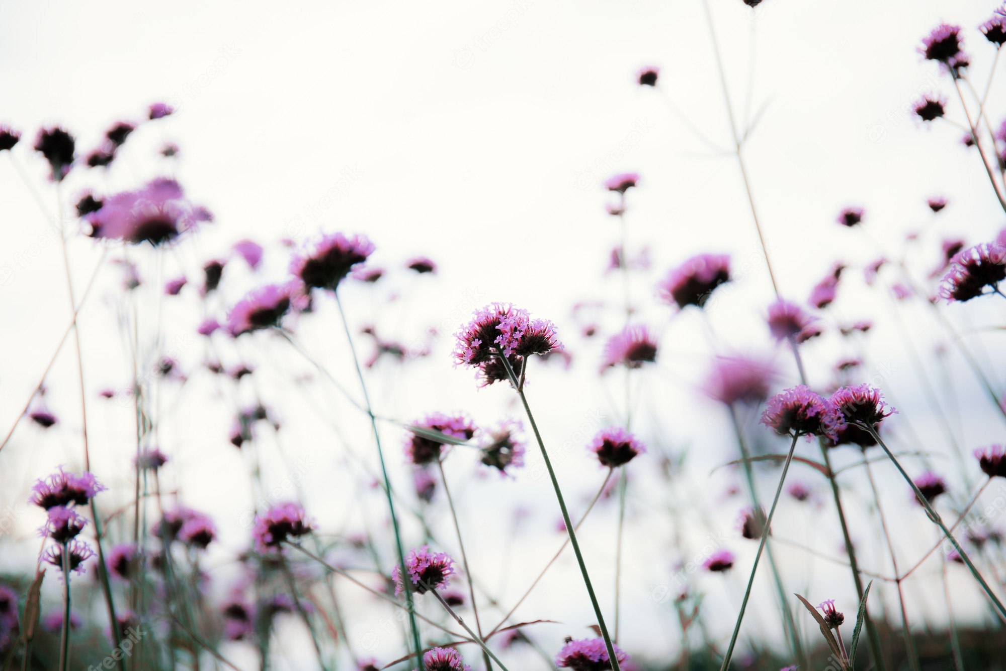 Flower Field Background Tumblr