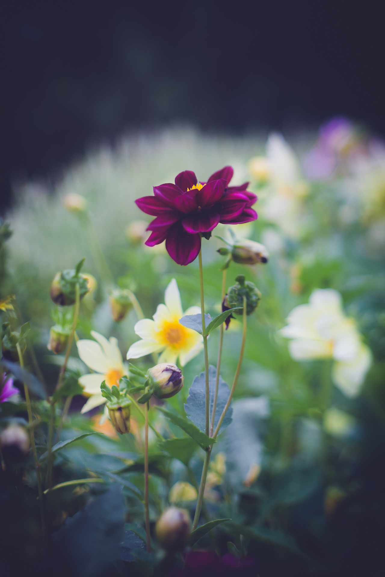 Flower Field Background Tumblr