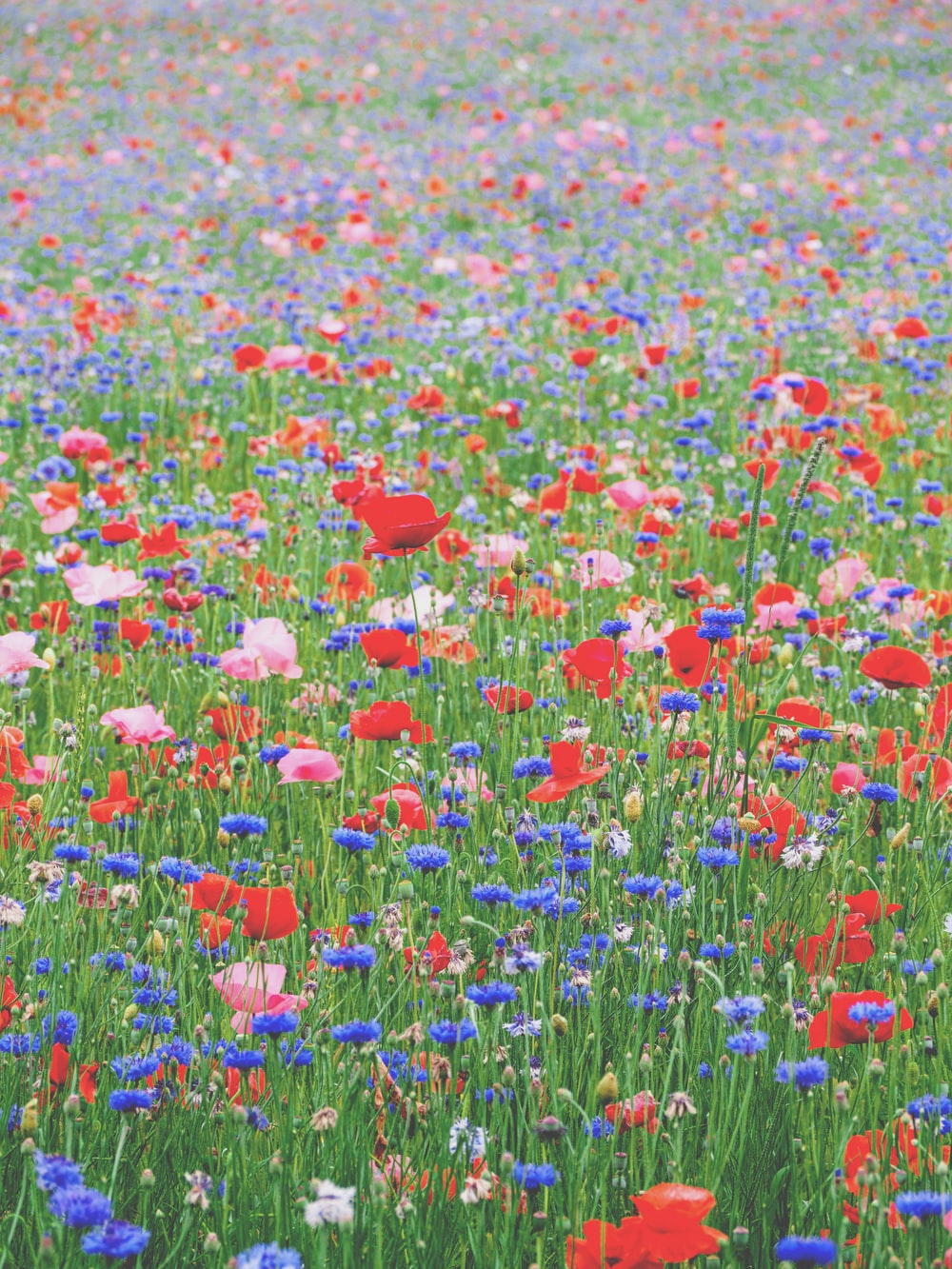 Flower Field Wallpapers