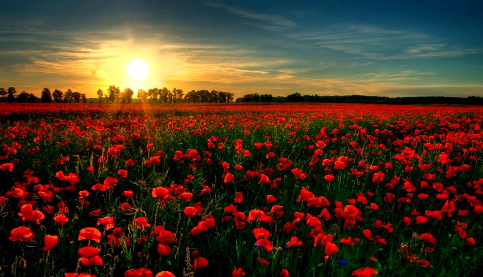 Flower Field Wallpapers