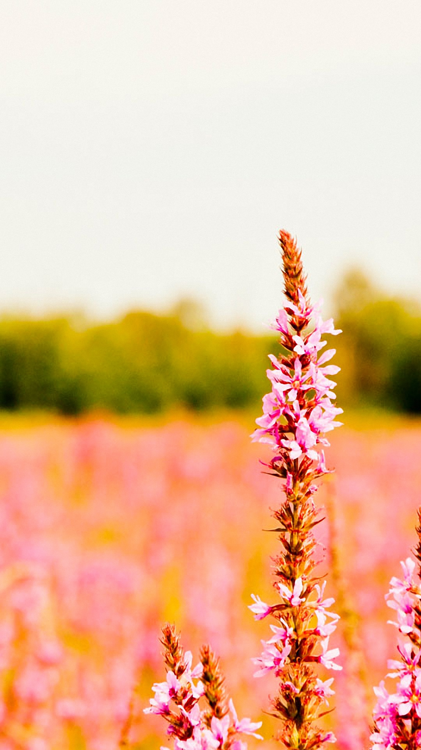 Flower Field Wallpapers