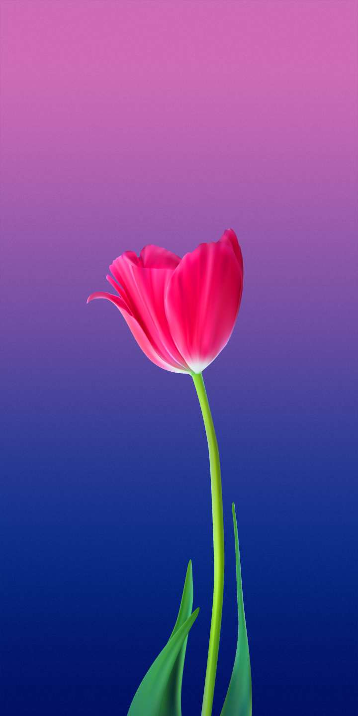 Flower Hd For Iphone Wallpapers