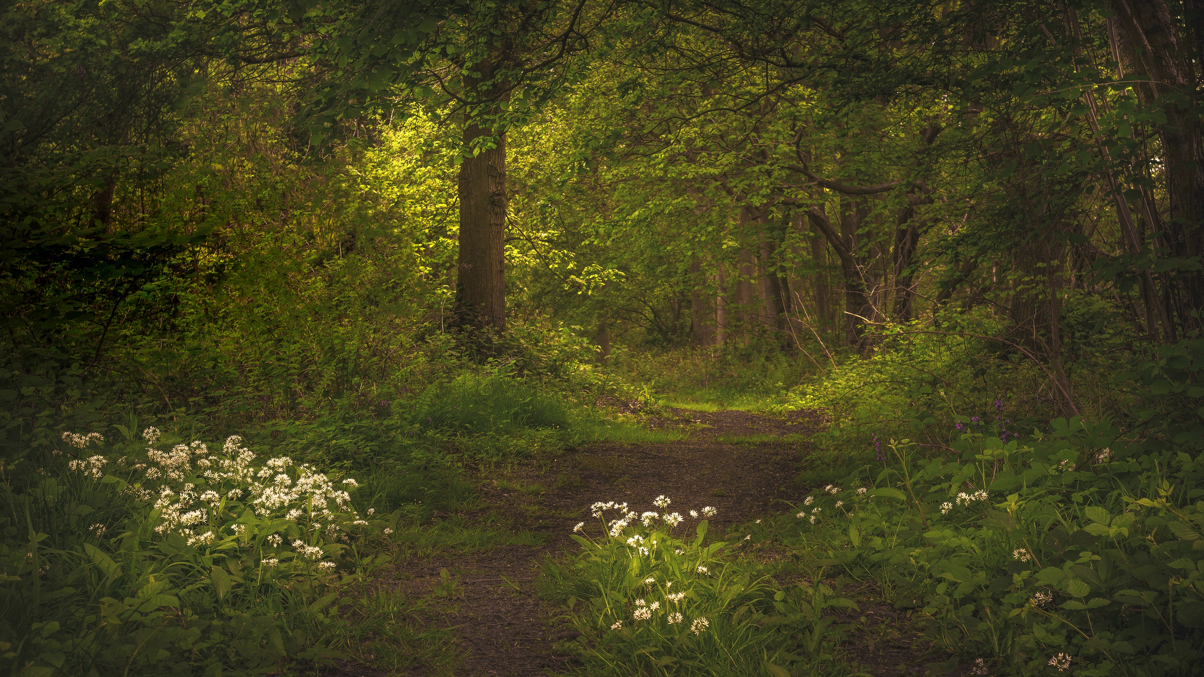 Flower In The Forest Wallpapers