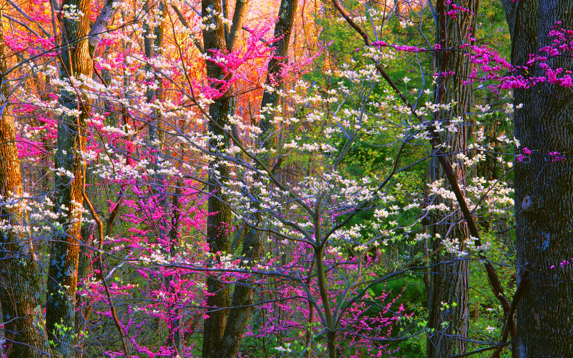 Flower In The Forest Wallpapers